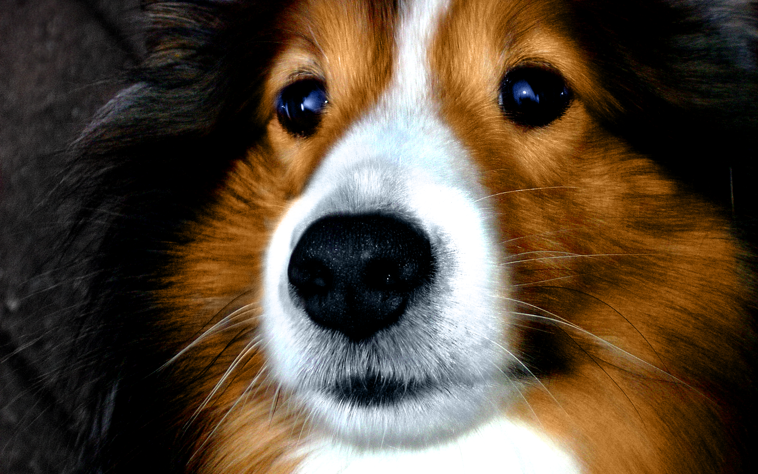 Портрет милой собаки породы шелти