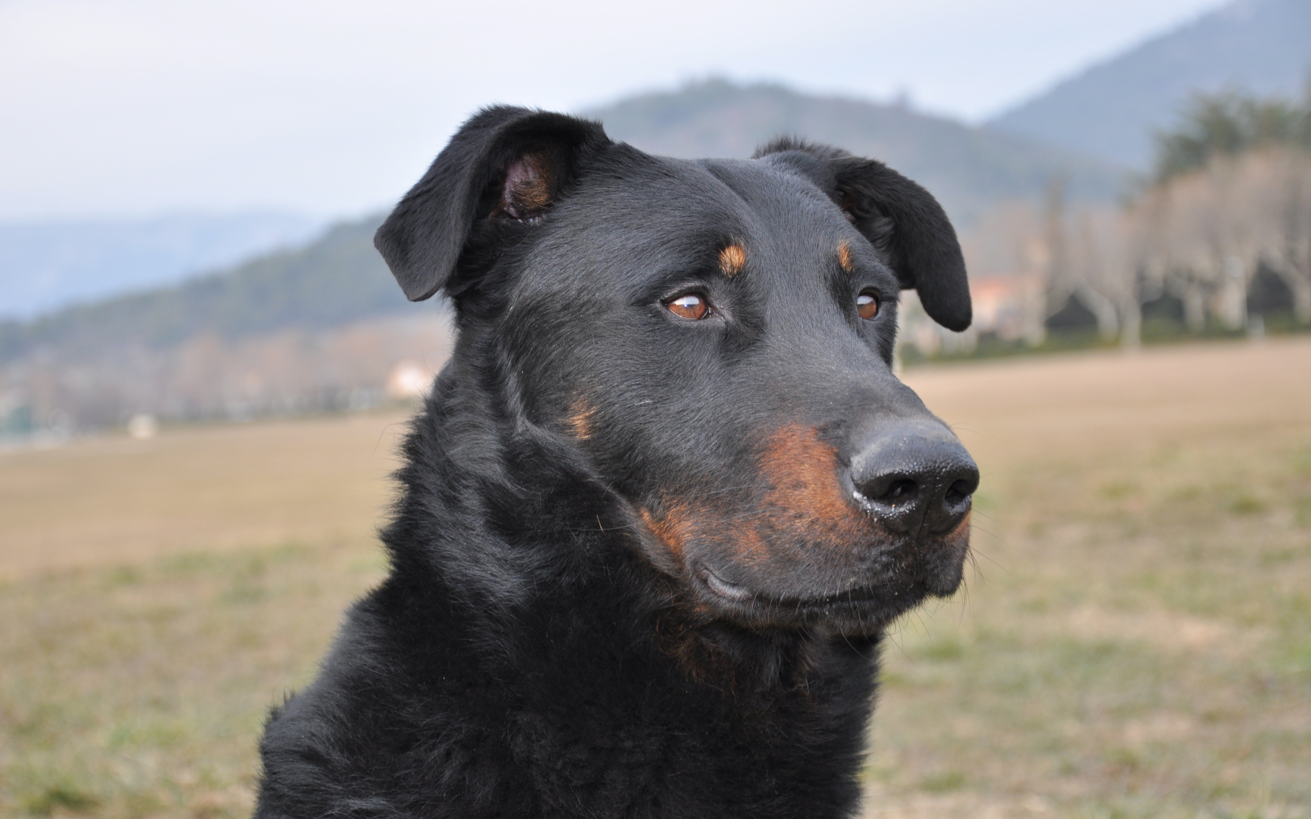 Портрет взрослого босерона