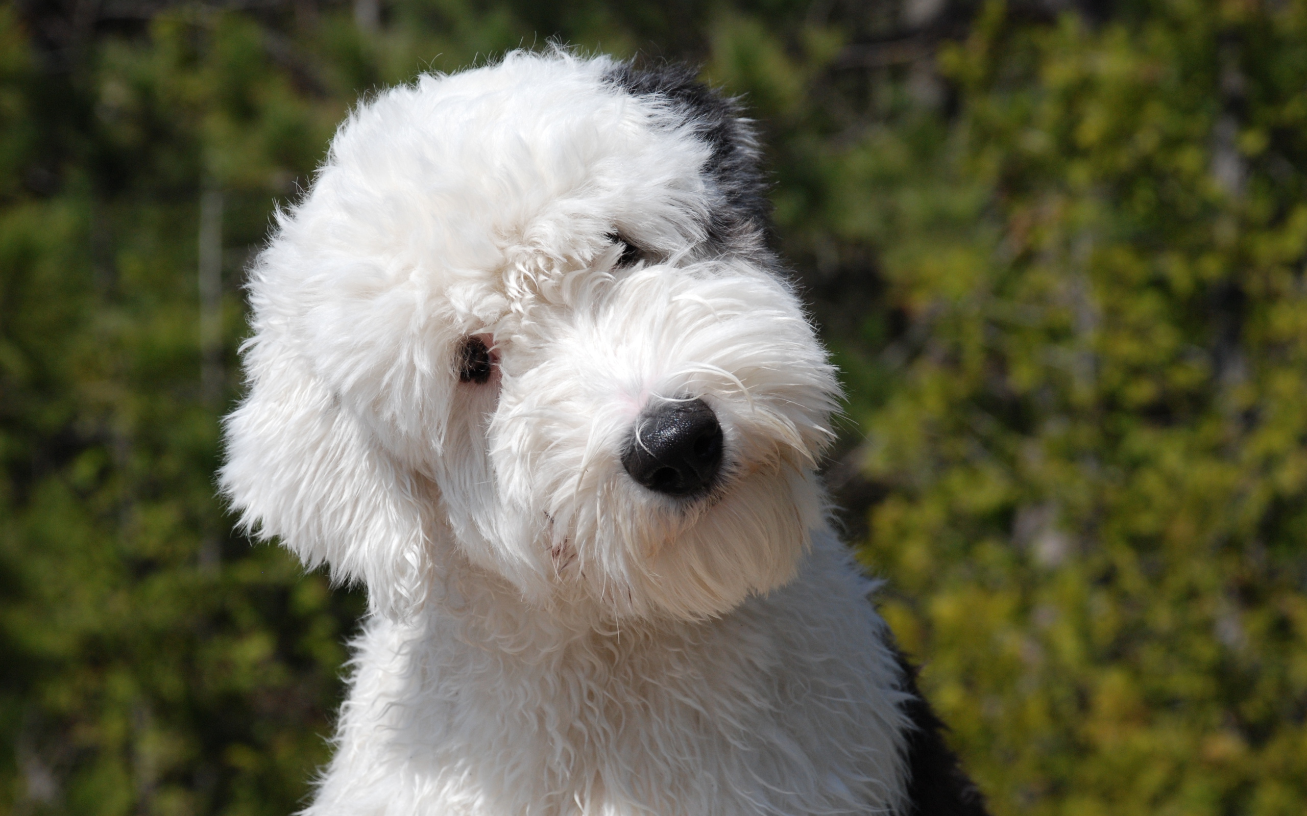 Щенок собаки породы бобтейл