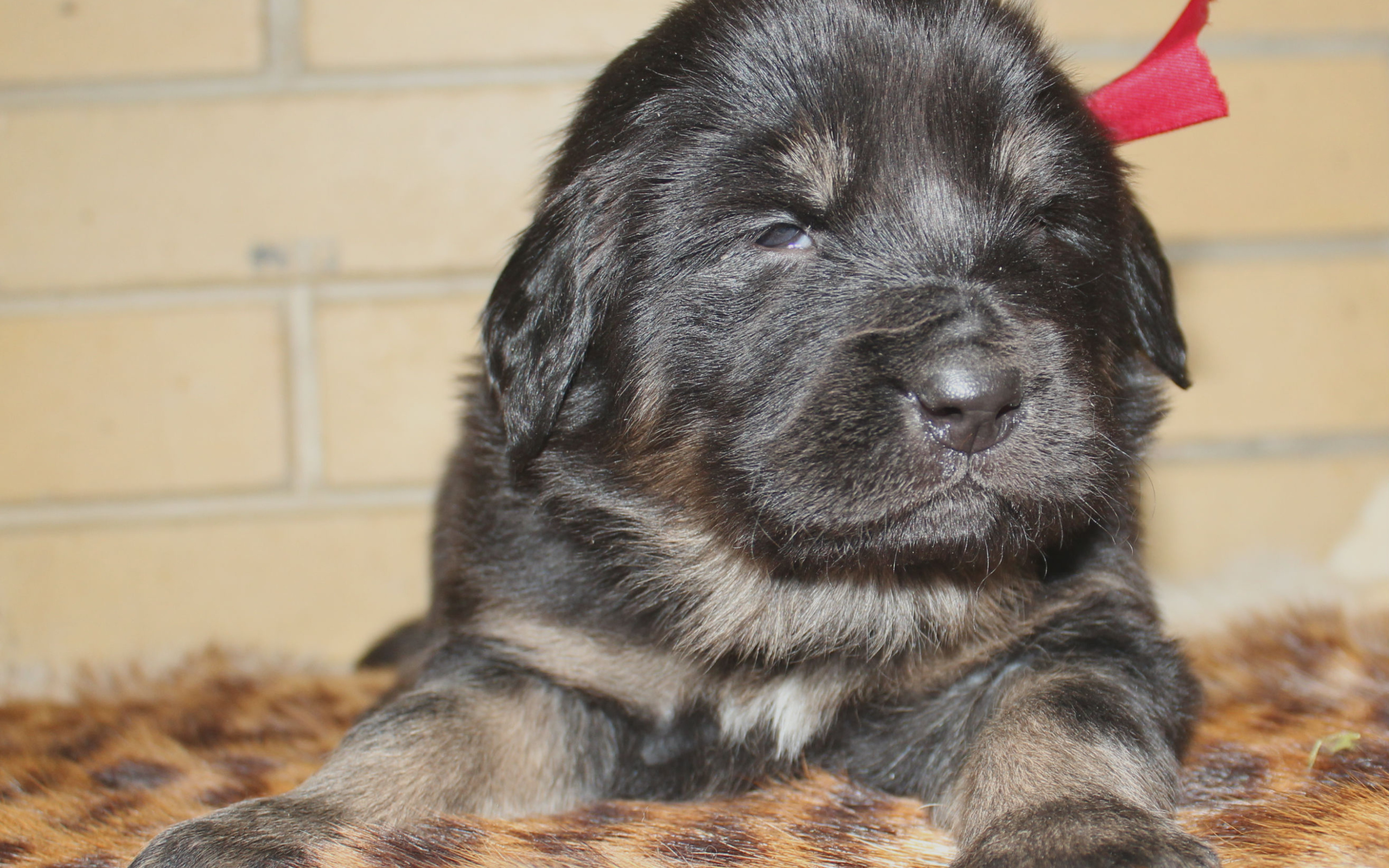 Щенок девочка тибетского мастифа