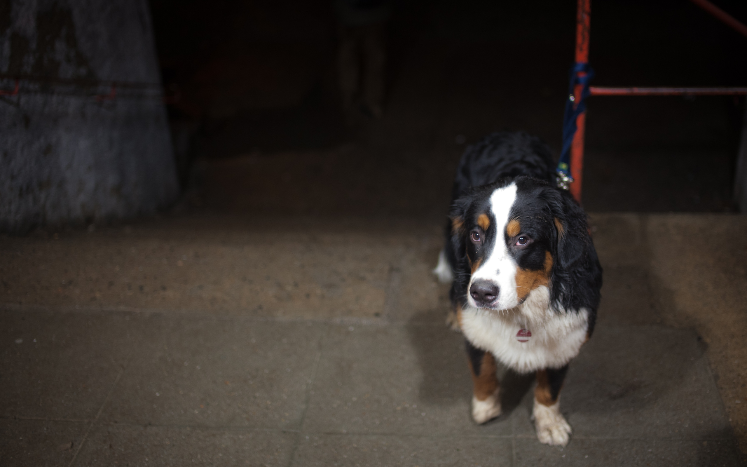 Грустный щенок бернской пастушьей собаки