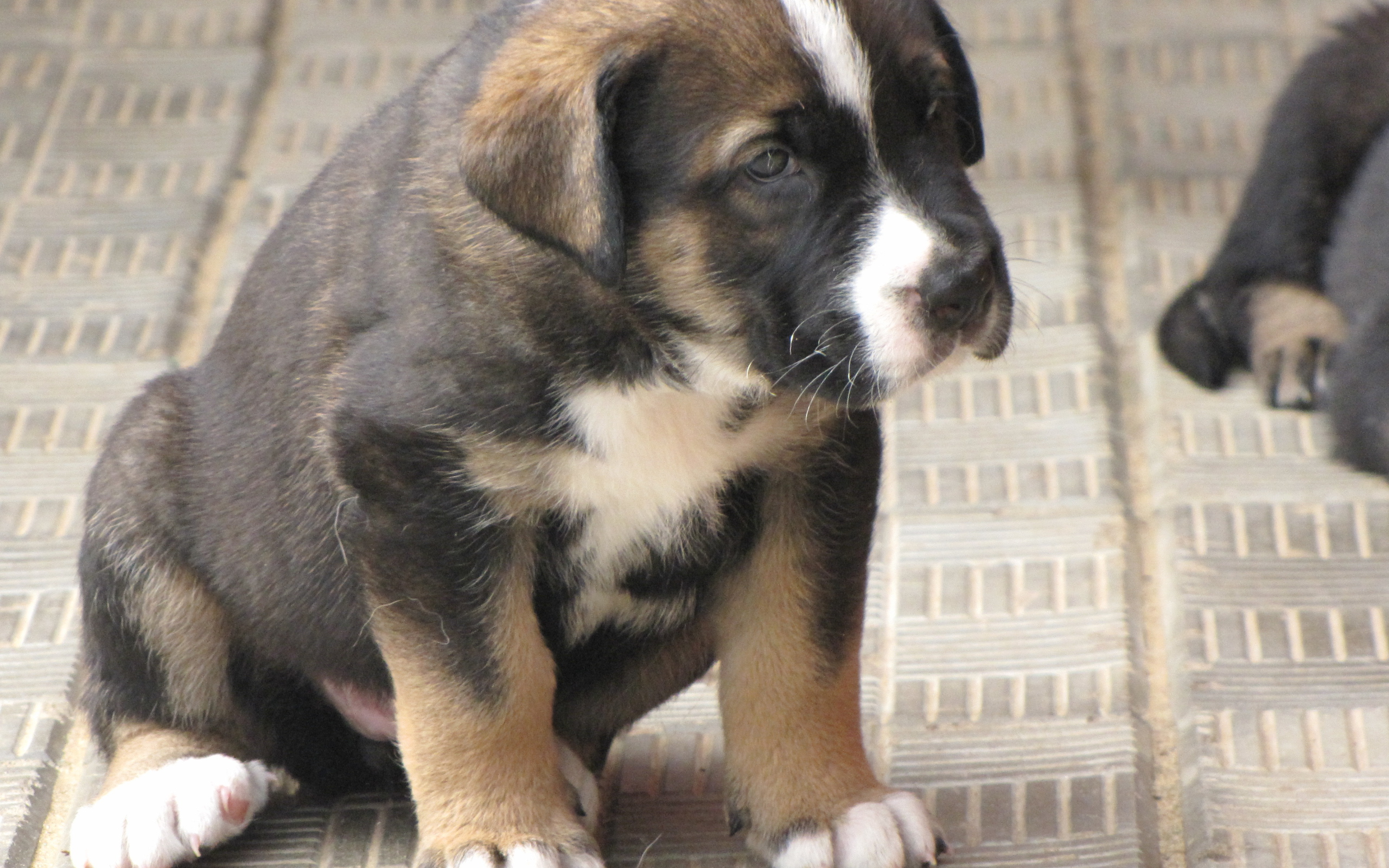 Испанский мастиф сидит на полу