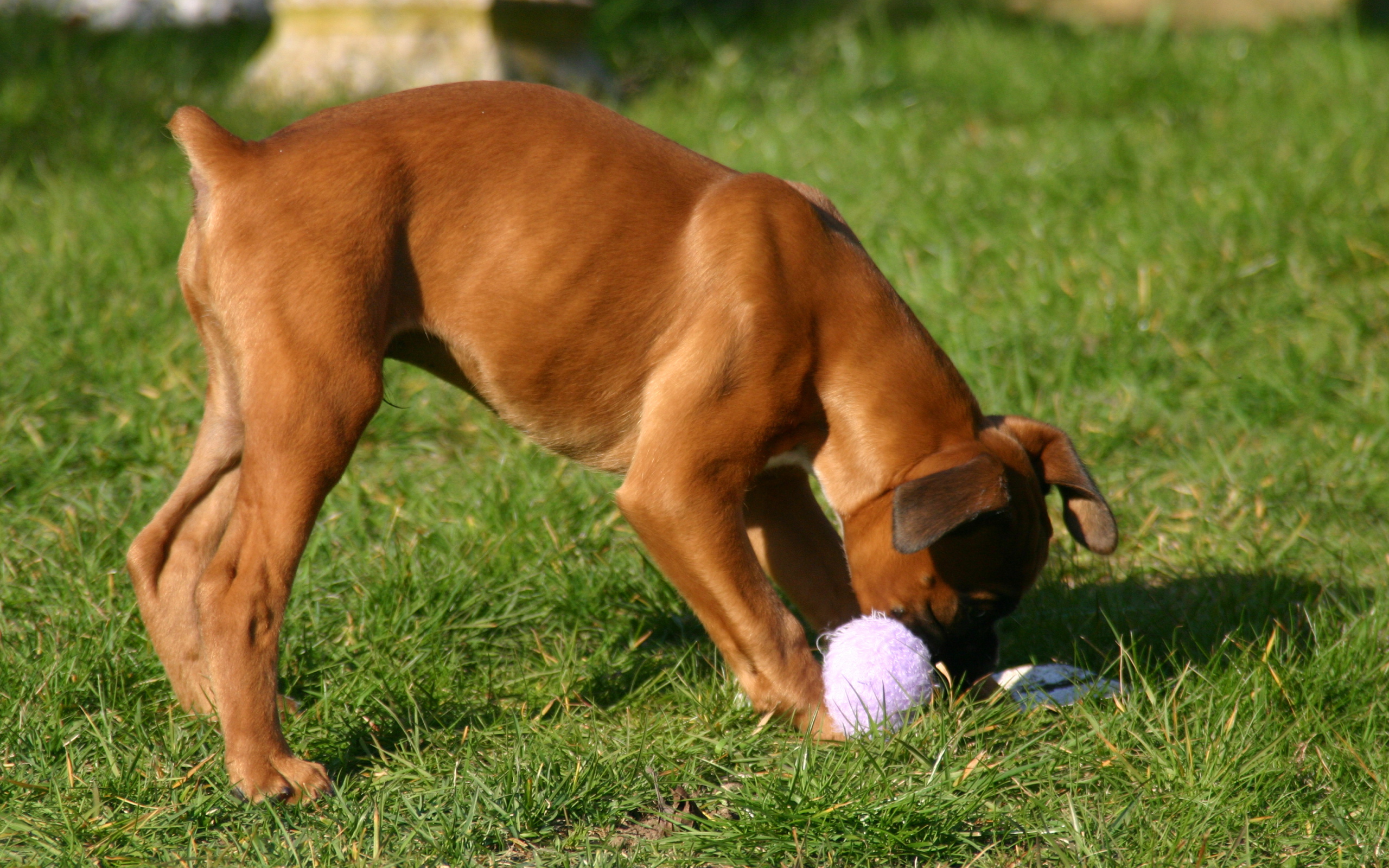 Молодой боксёр грызёт игрушку