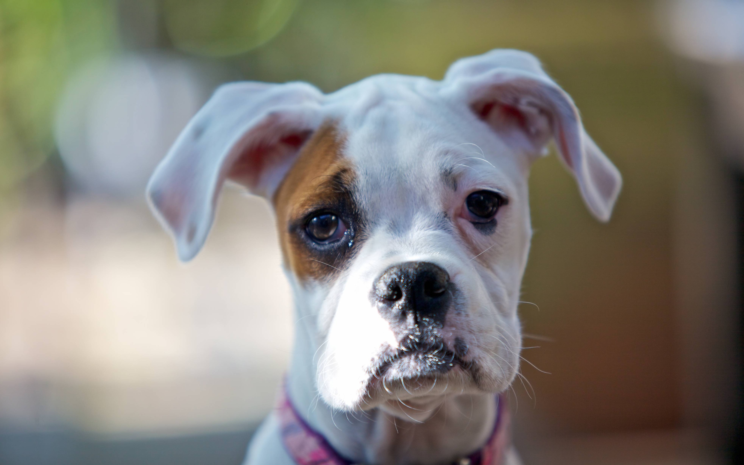 Молодой белый боксёр