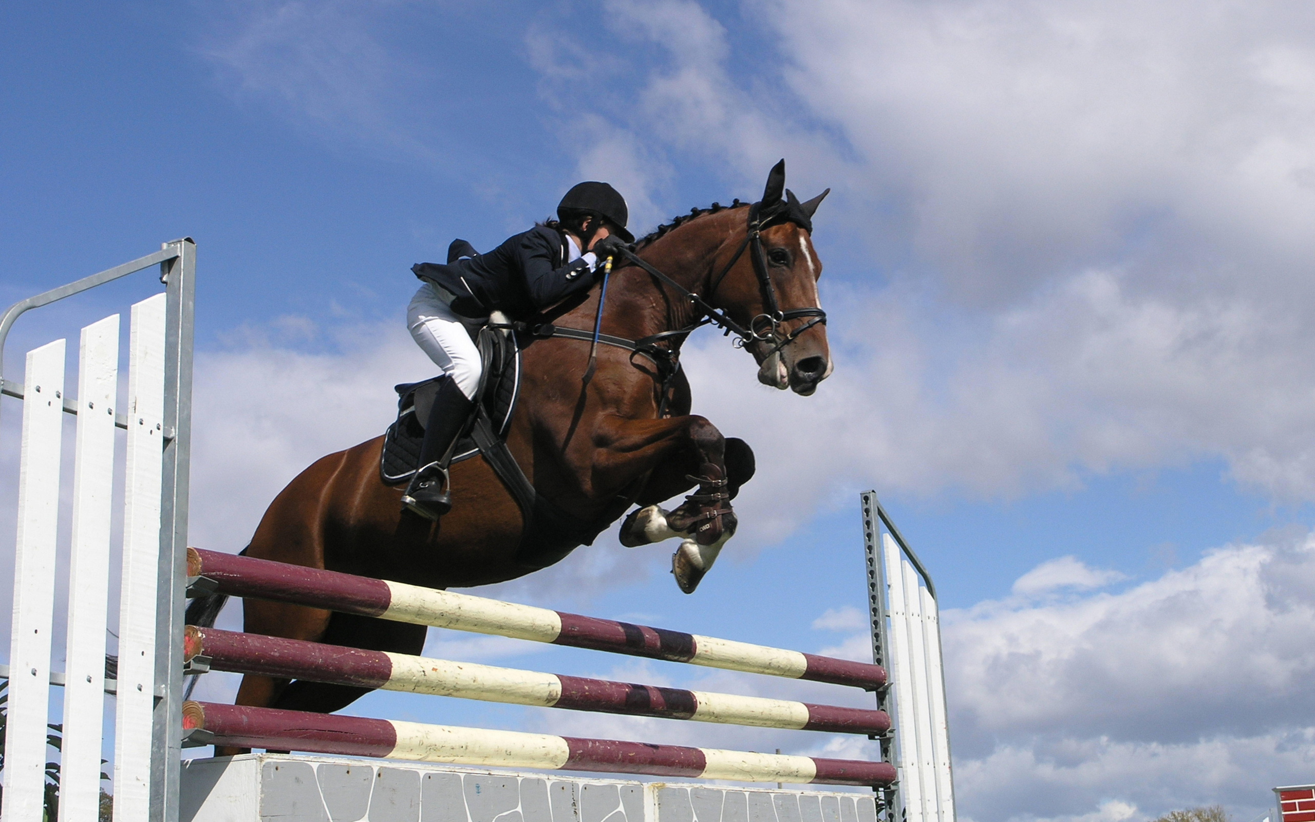 Знаменитые лошади