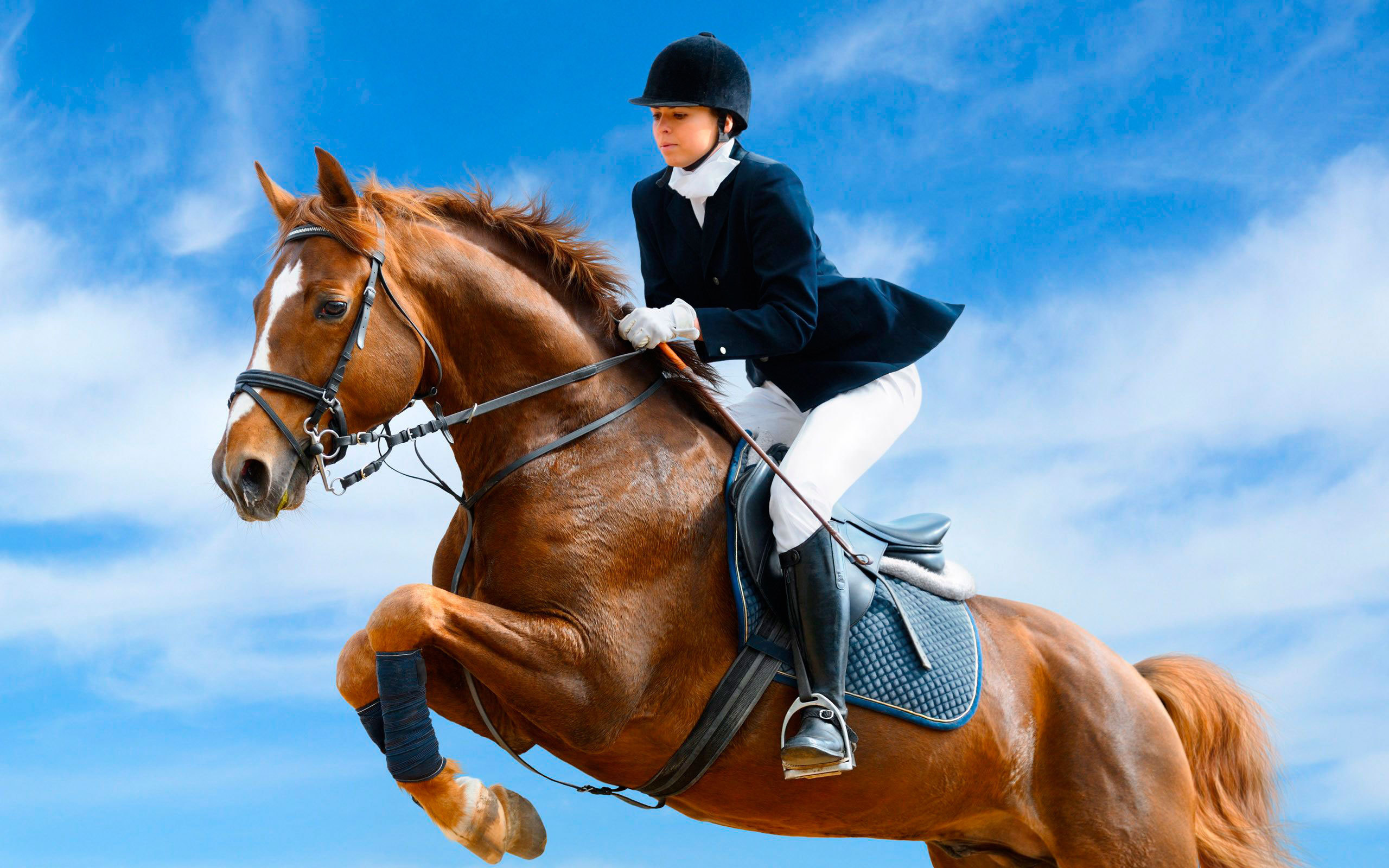 Лошадь скачущая