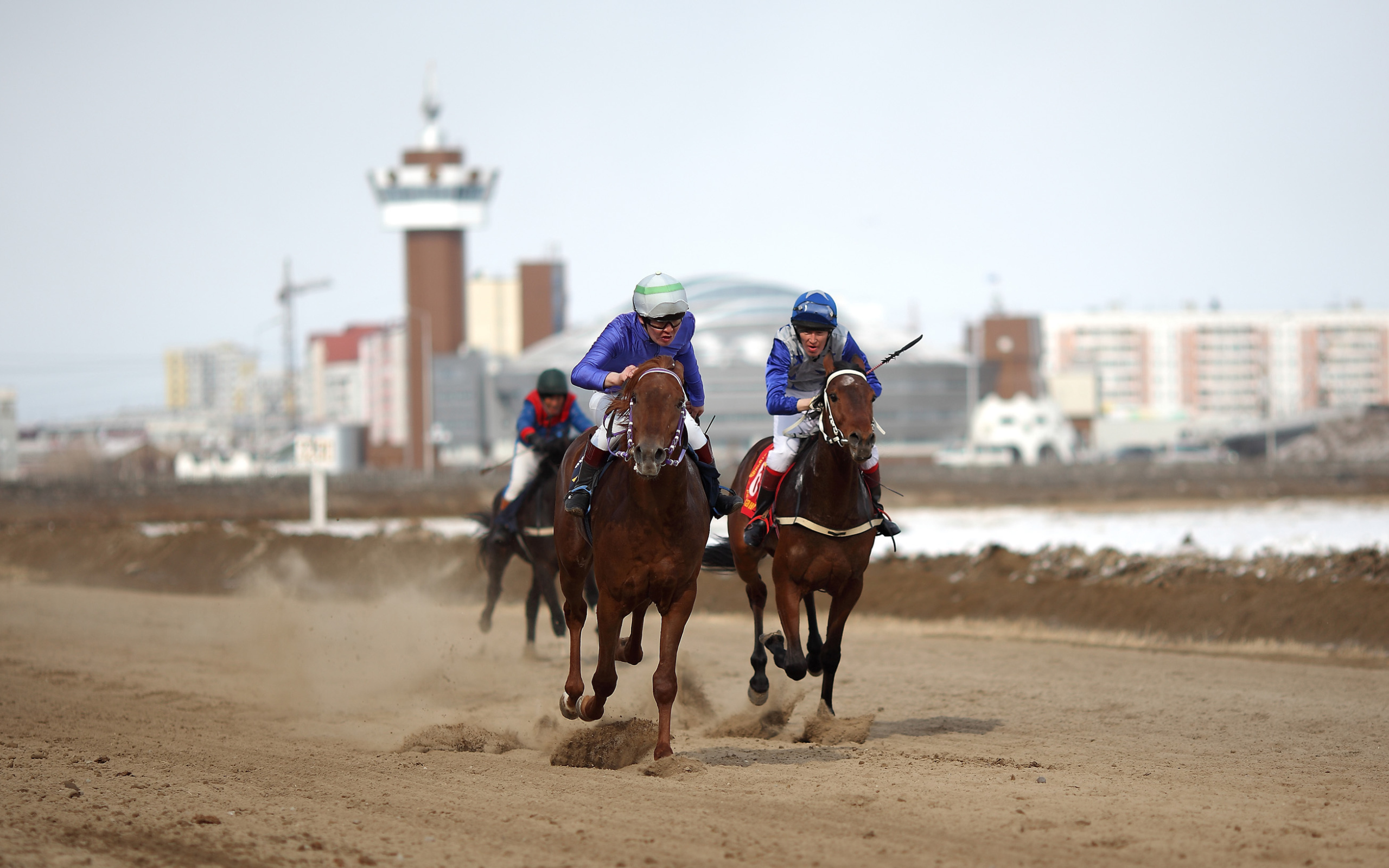 Лошади скакуны