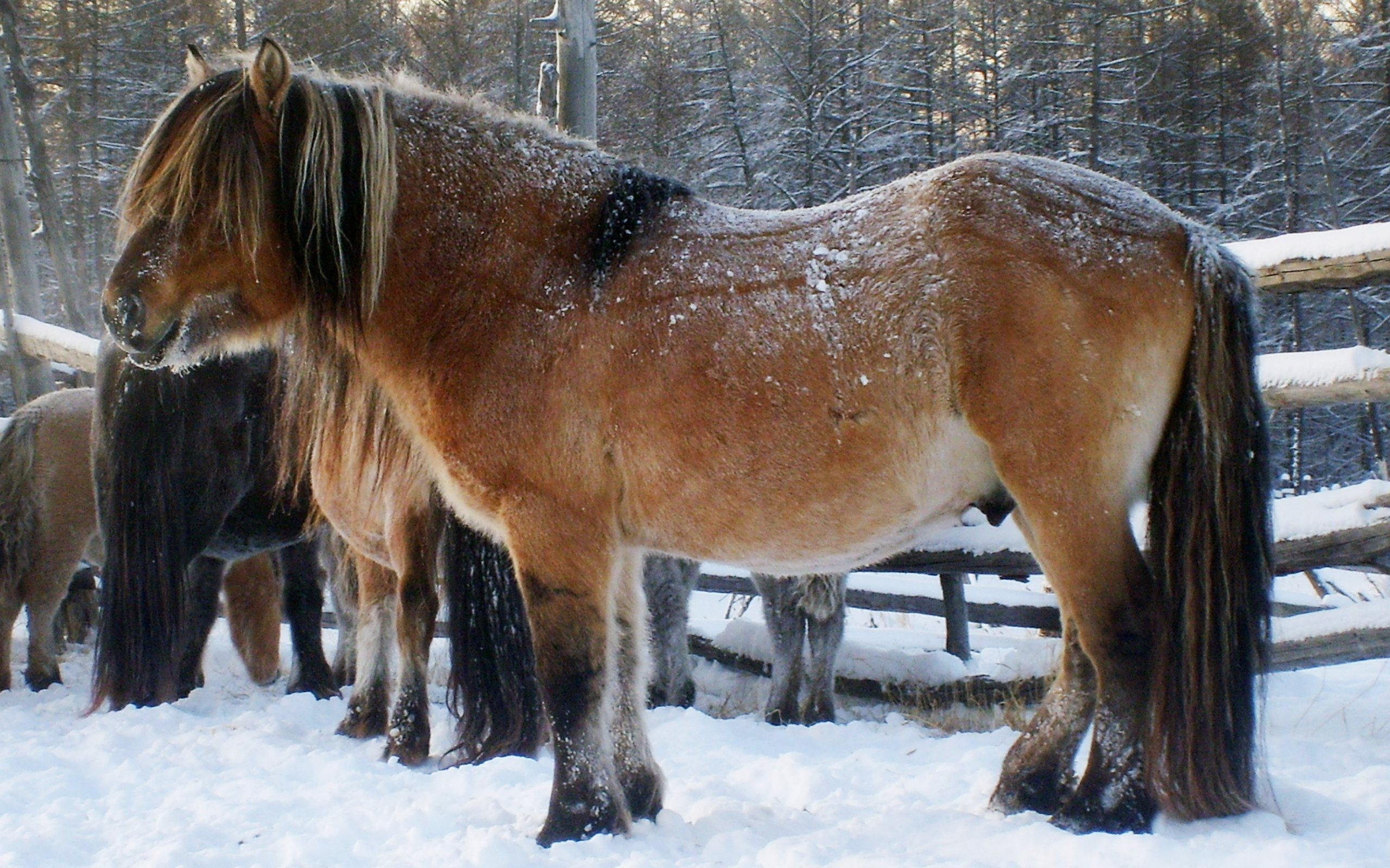 Сильные лошади