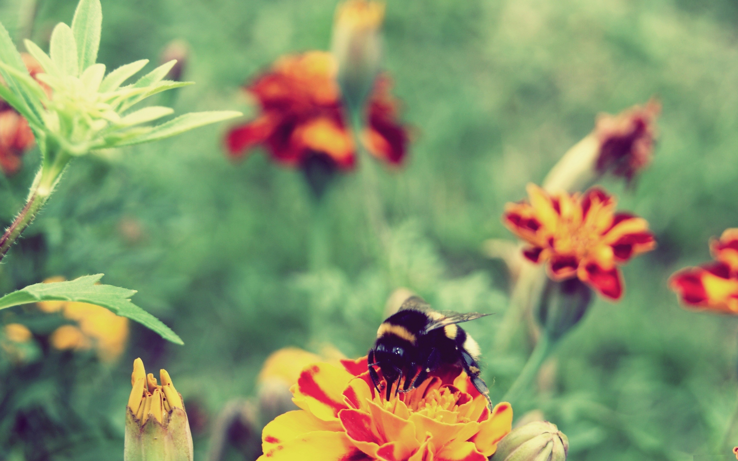 Шмель сидит на цветке