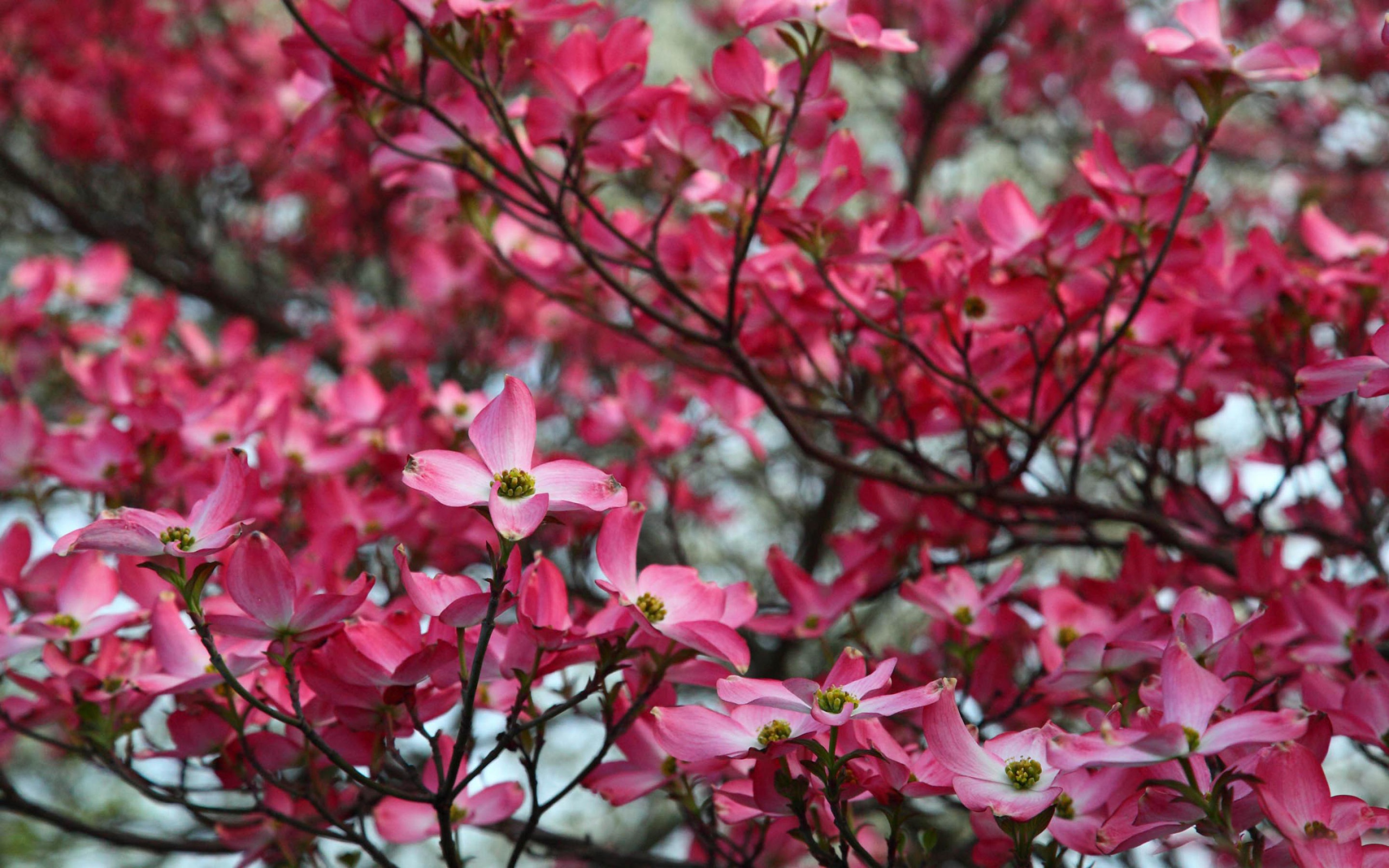 Веточка розовых цветов