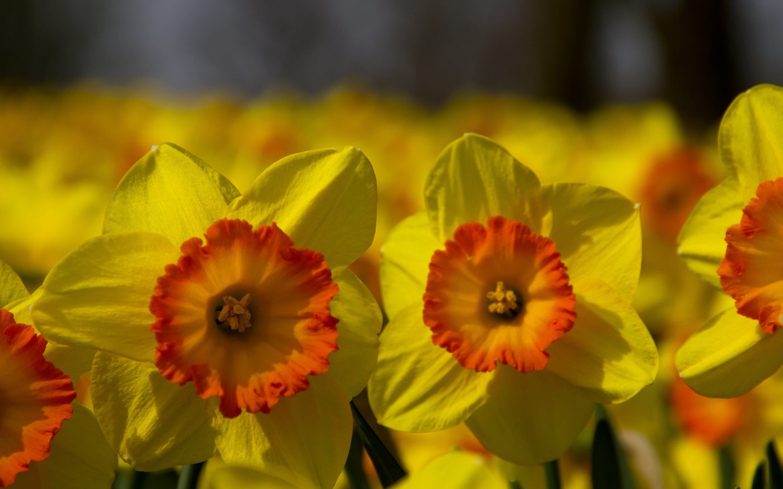 Поле желтых цветов