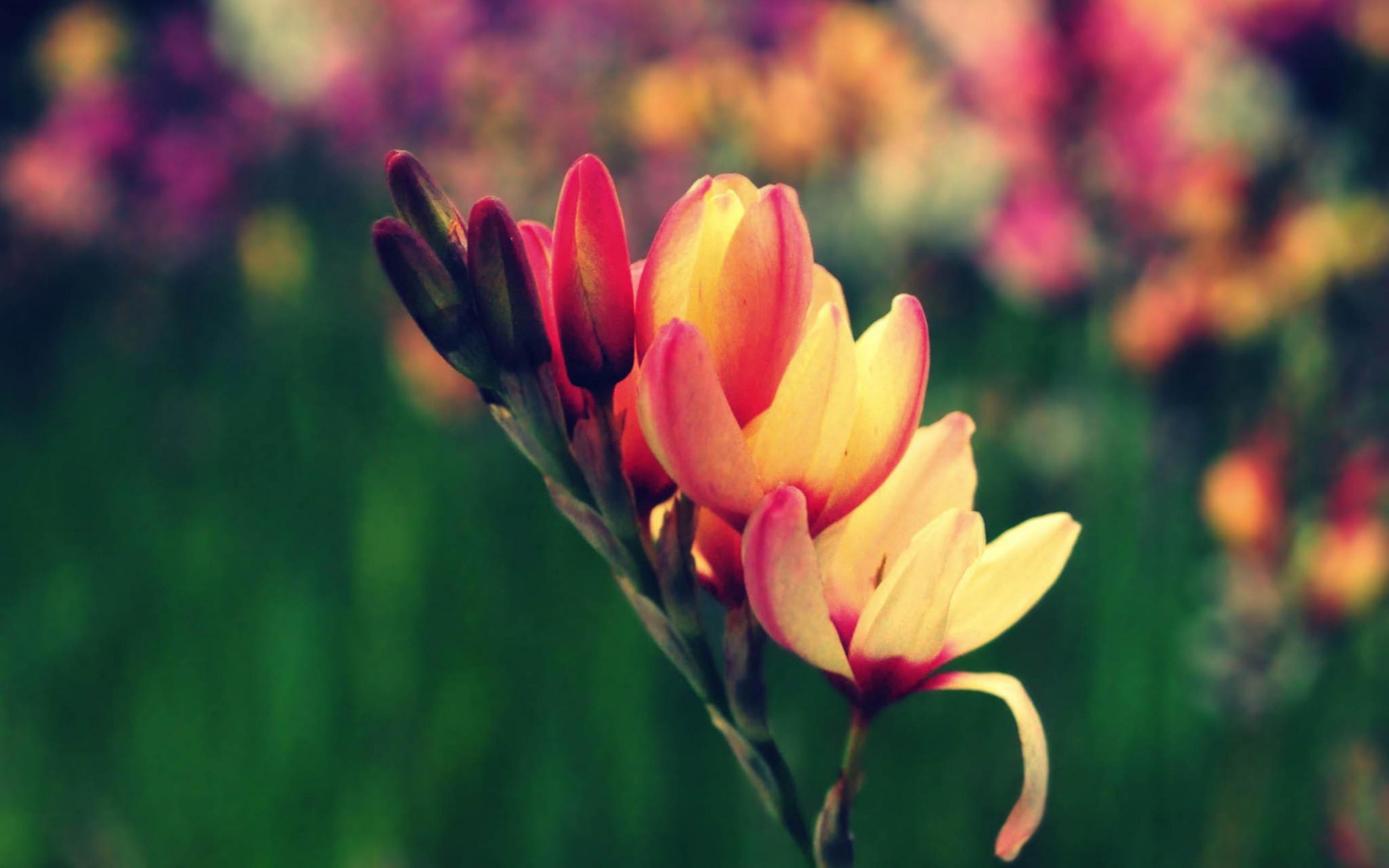 Цветы в саду