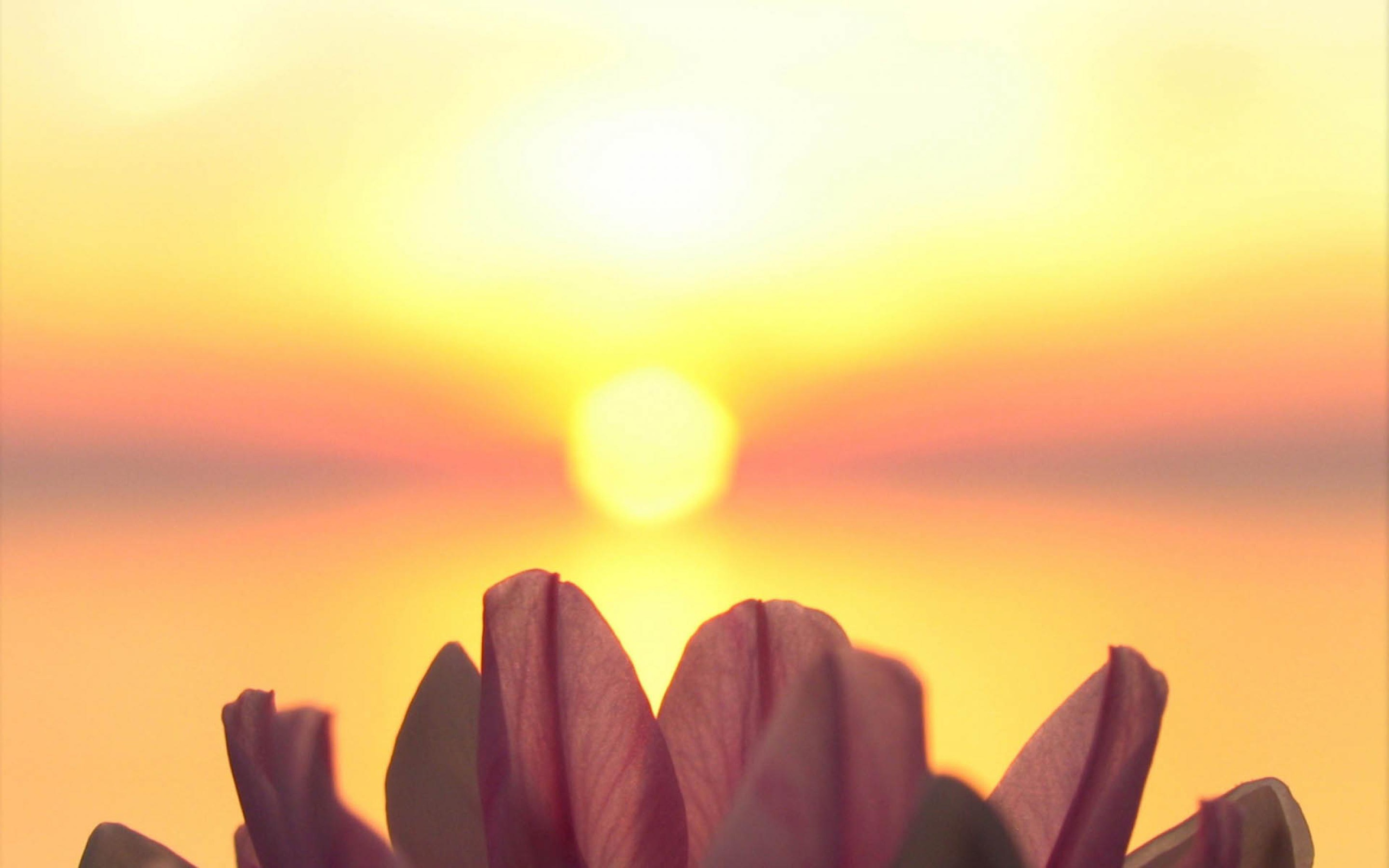 Лепестки на фоне солнца