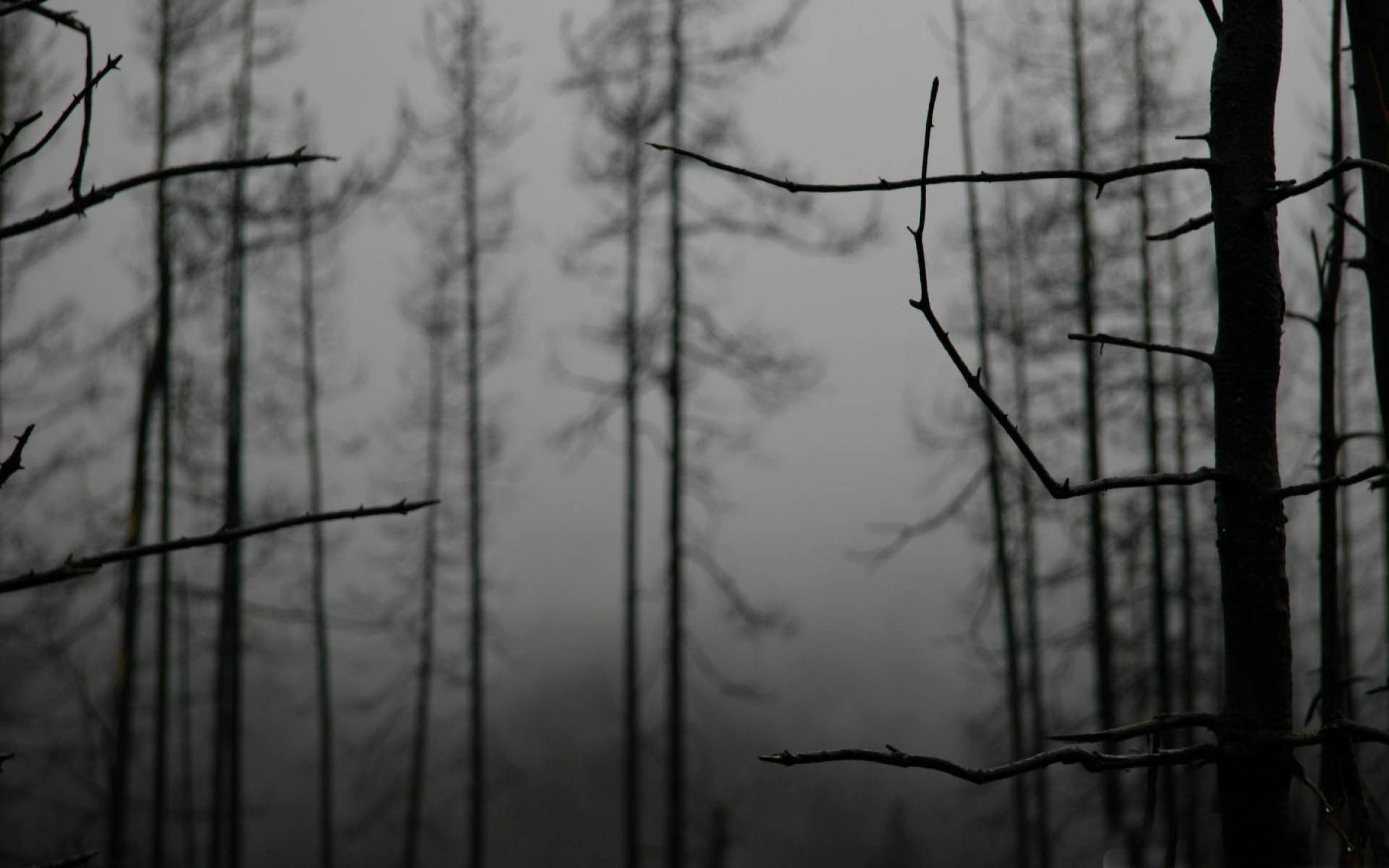 Ветки деревьев зимой