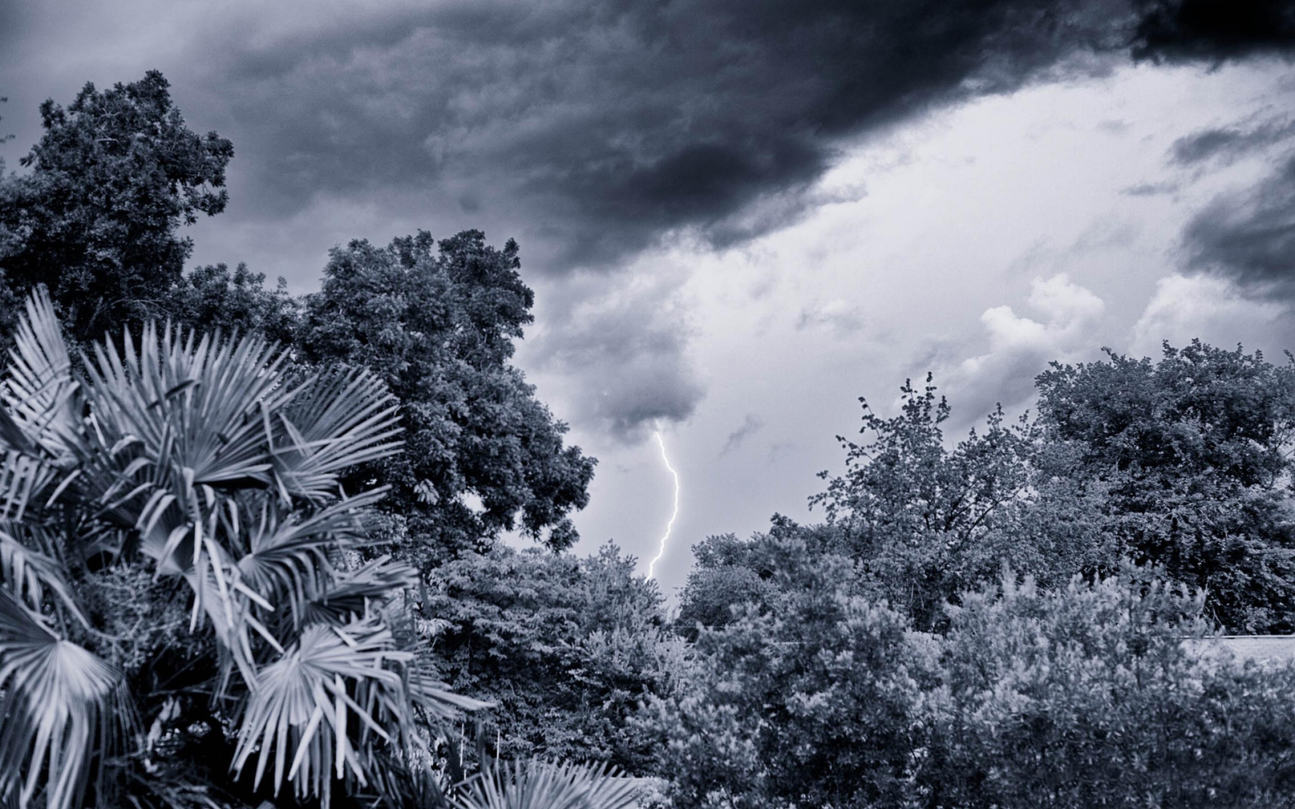 Молния в лесу