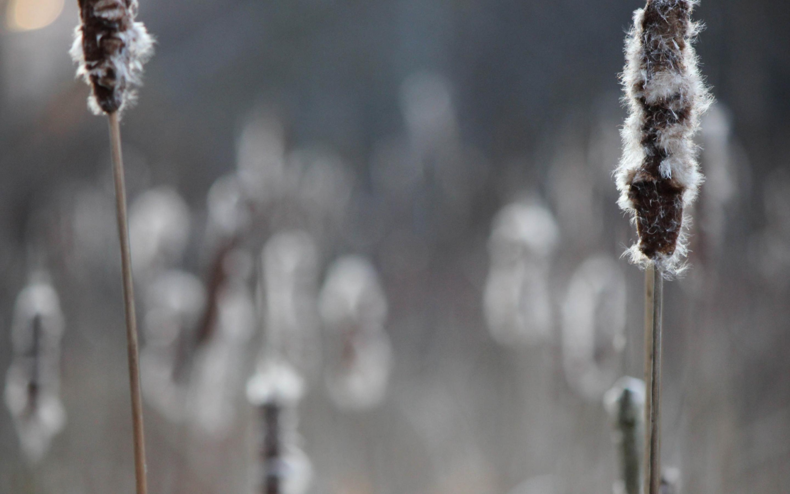 Два колоска