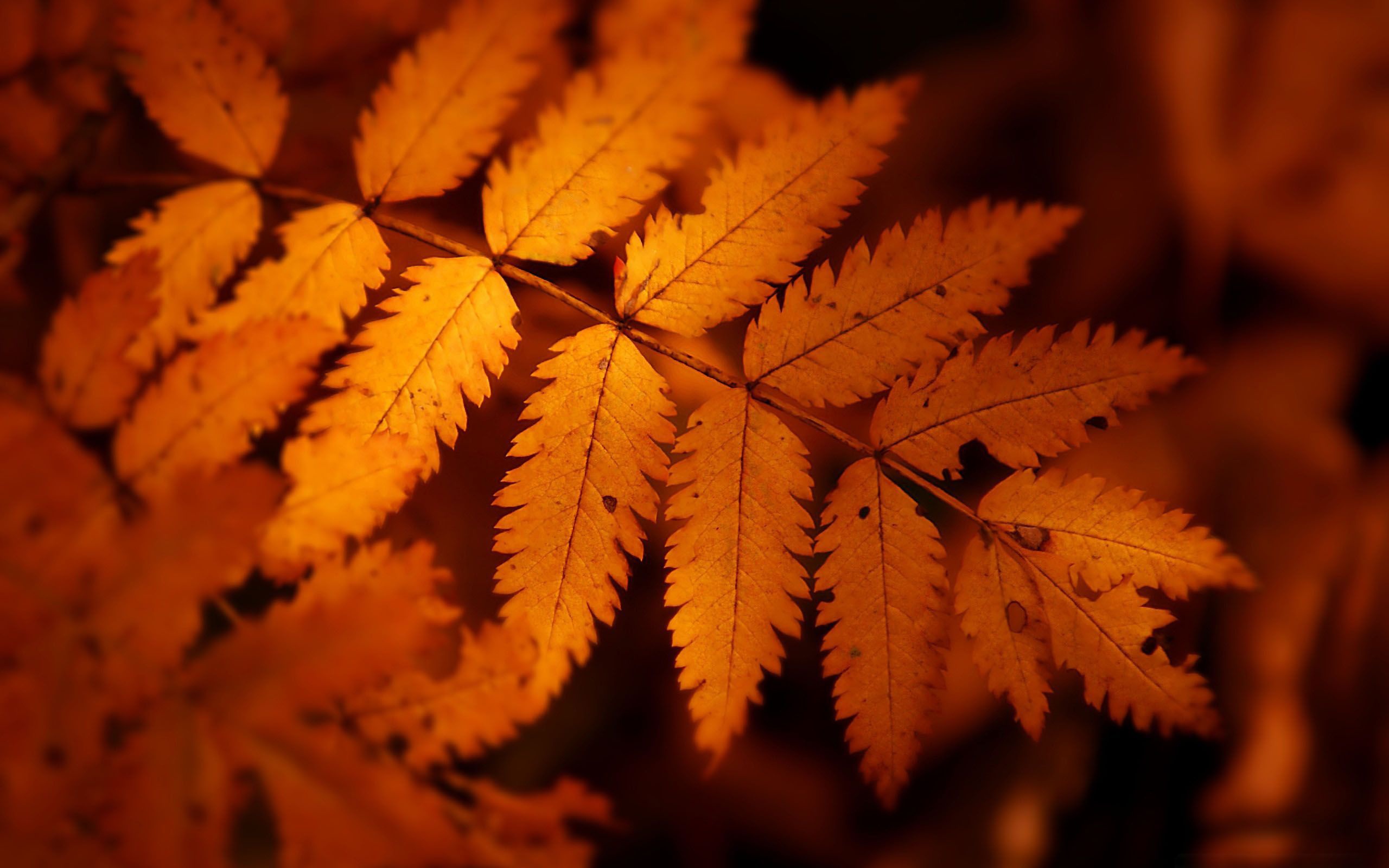 Оранжевые листья осени