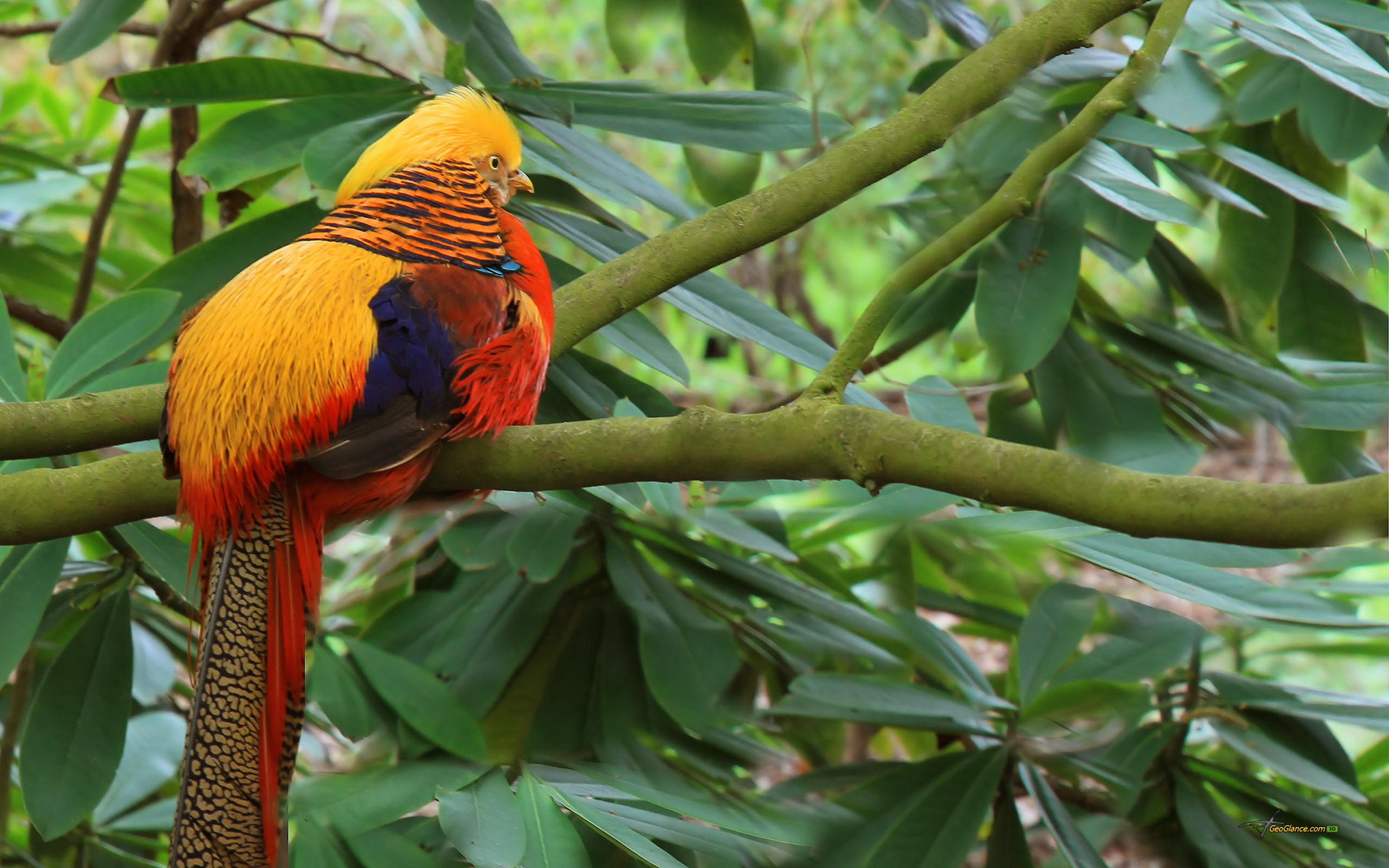 Золотой фазан на ветке