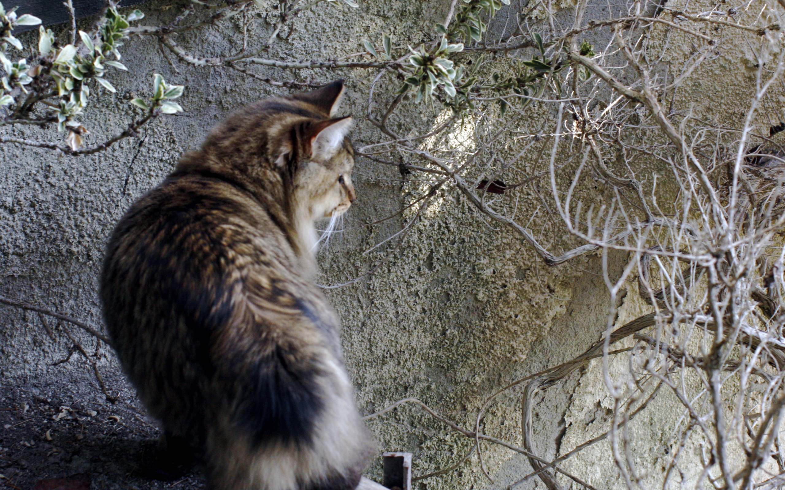 Американский бобтейл на природе