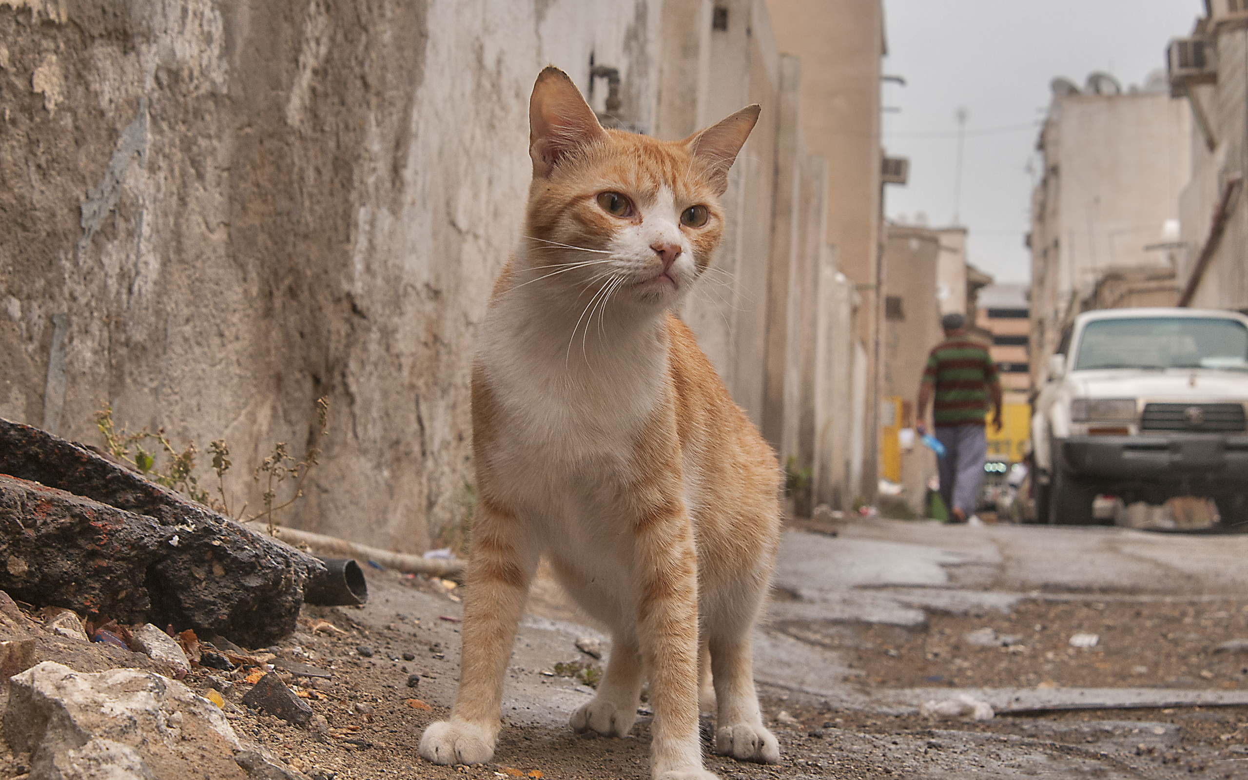 Аравийский мау гуляет по улице