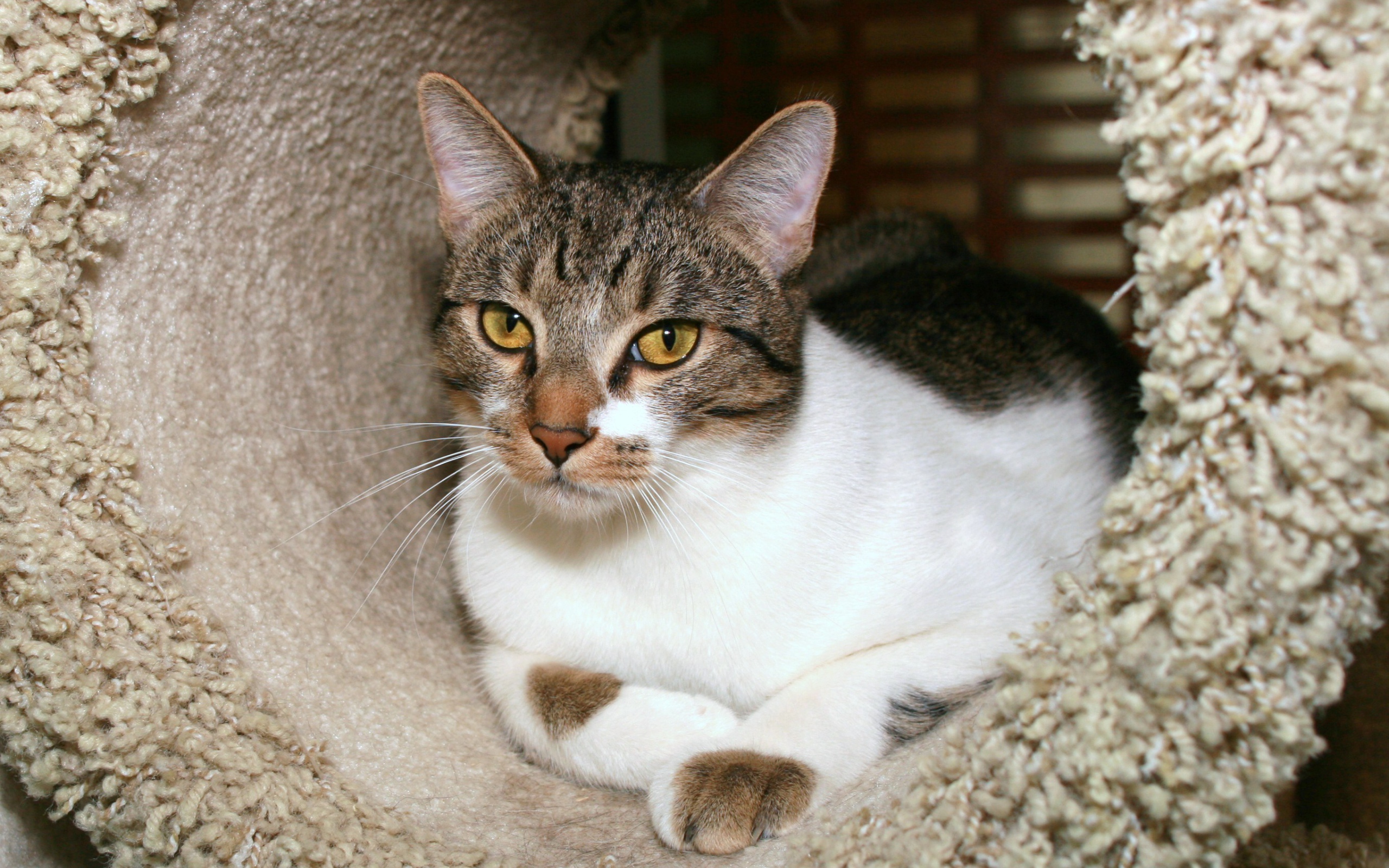 Азиатская табби в домике