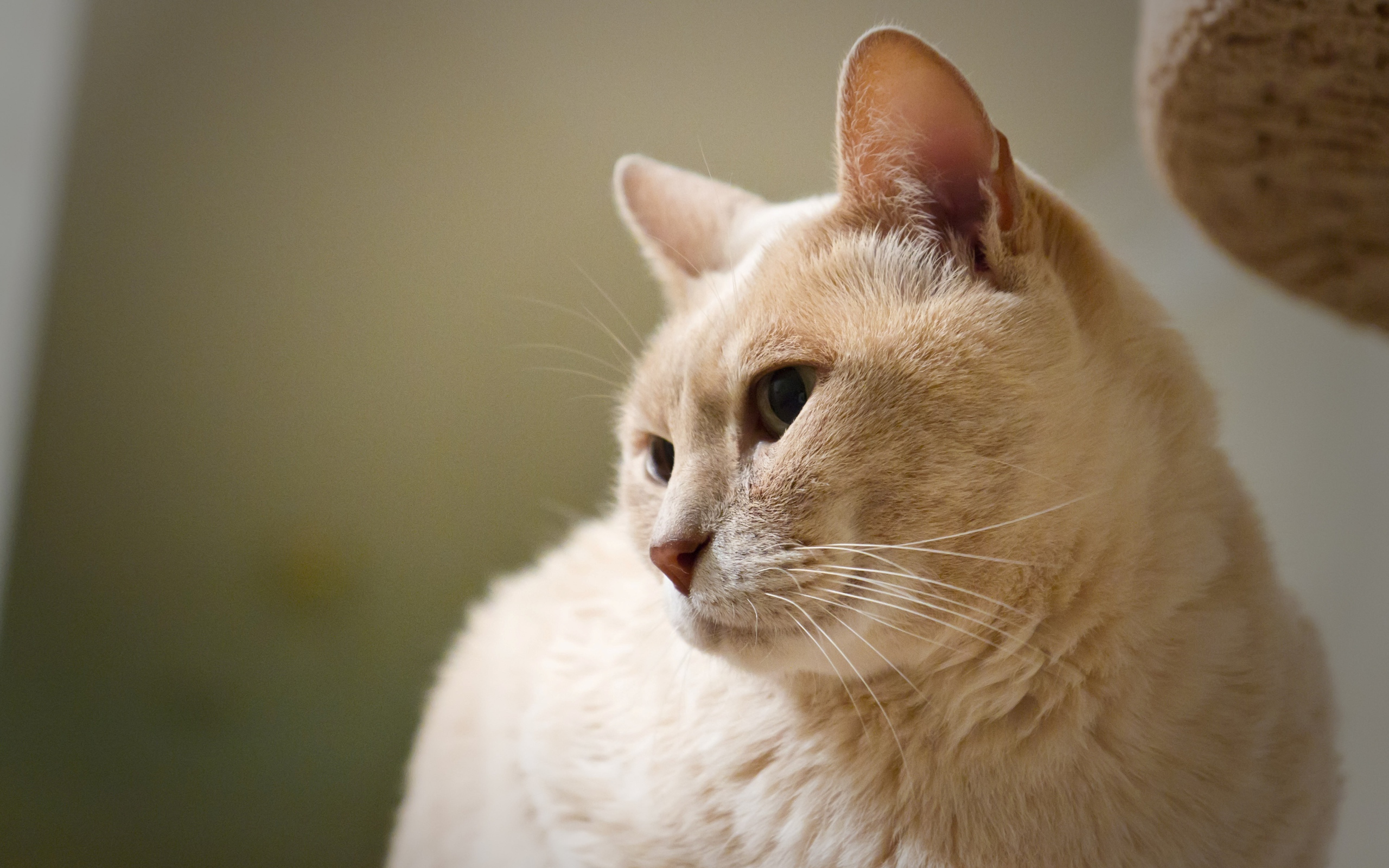 Кот австралийский мист