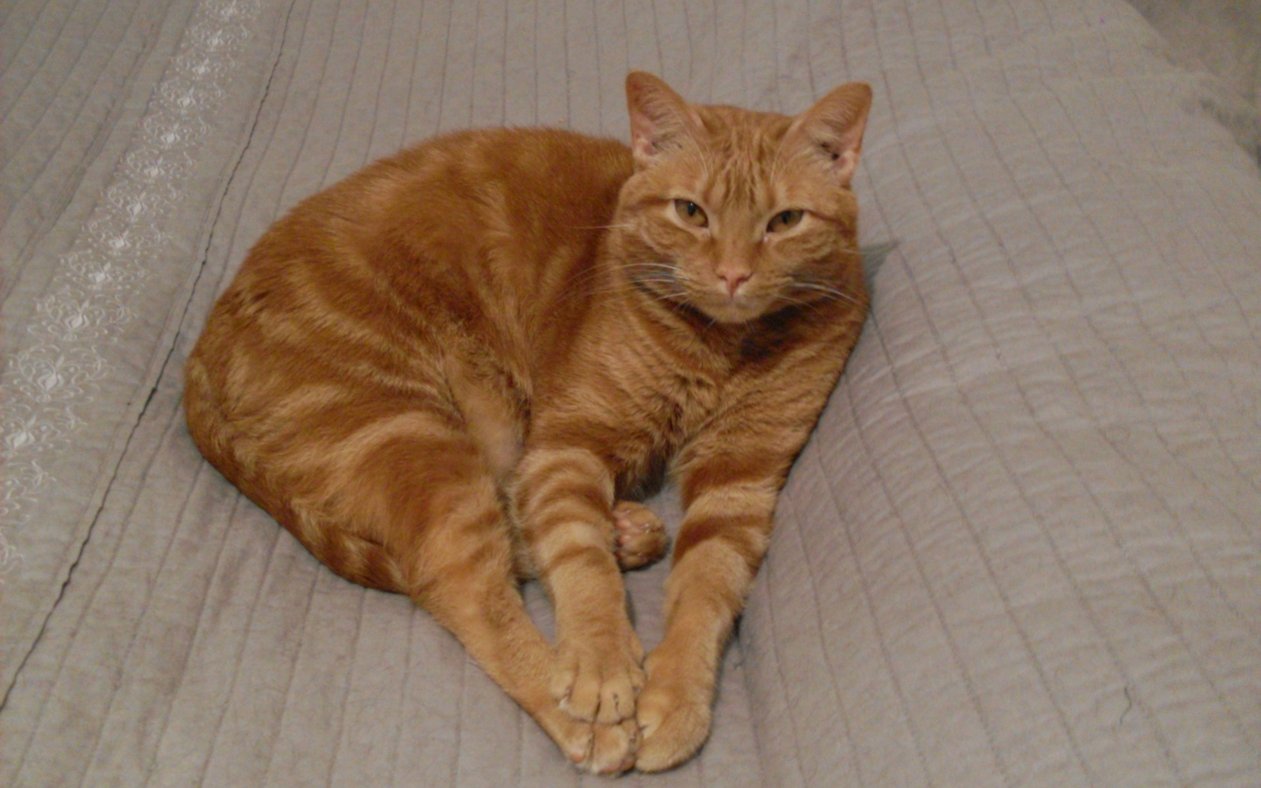 Красивый аравийский мау