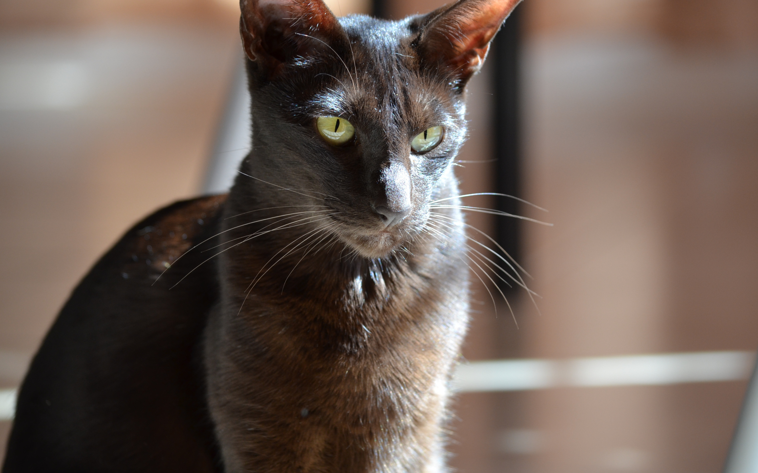 Черная ориентальная короткошерстная кошка