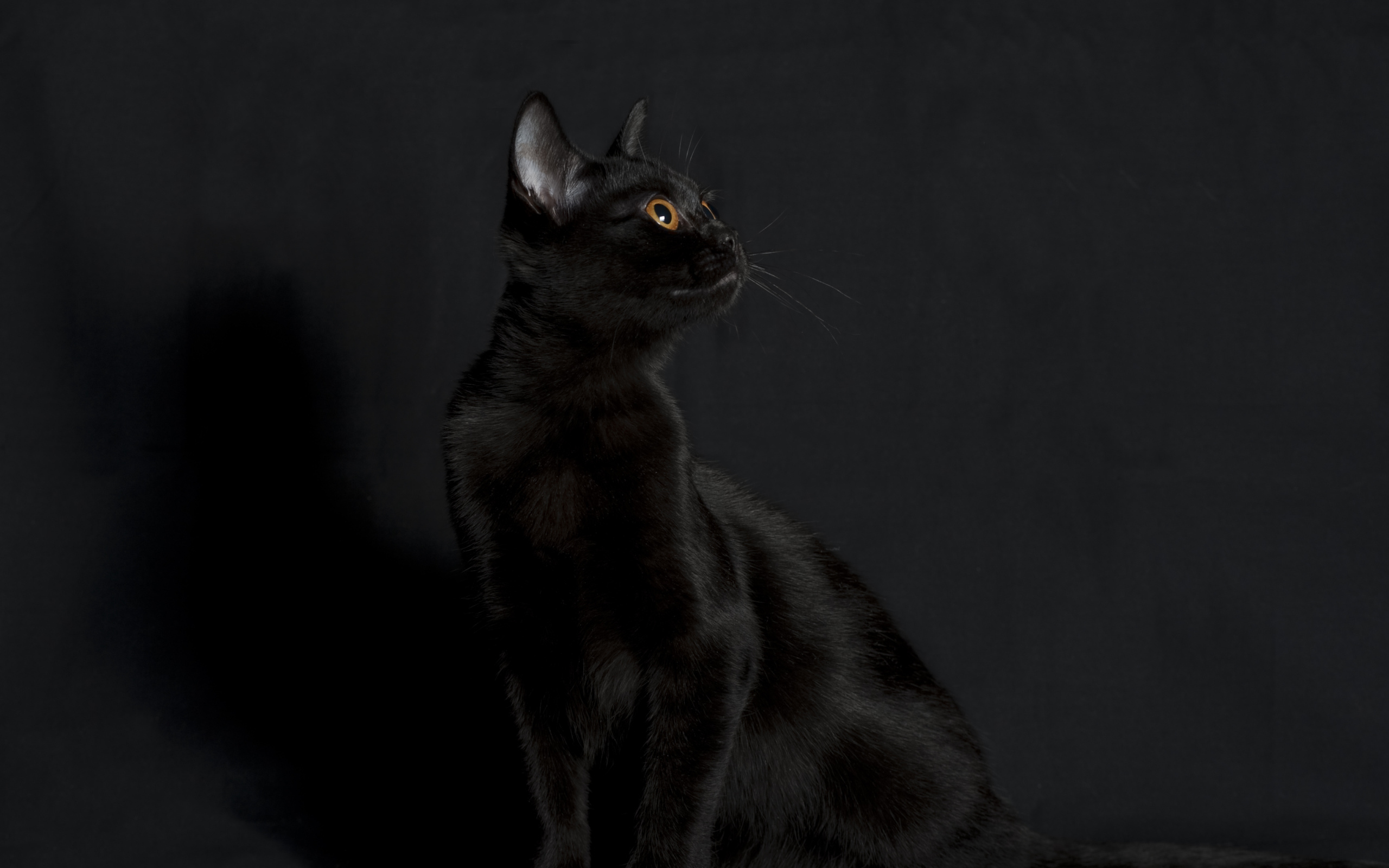 Черная бомбейская кошка на черном фоне