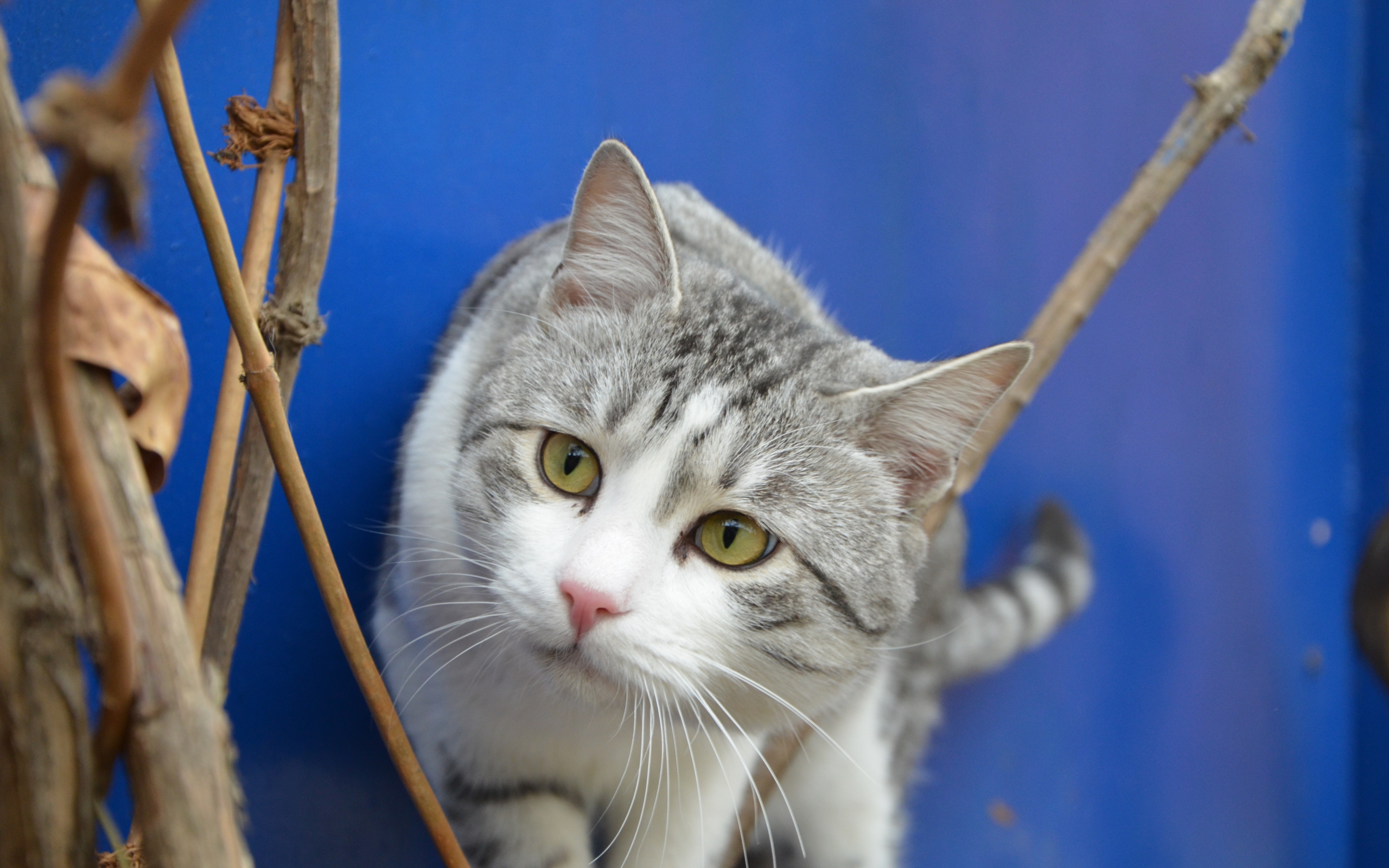 Глаза кота аравийский мау