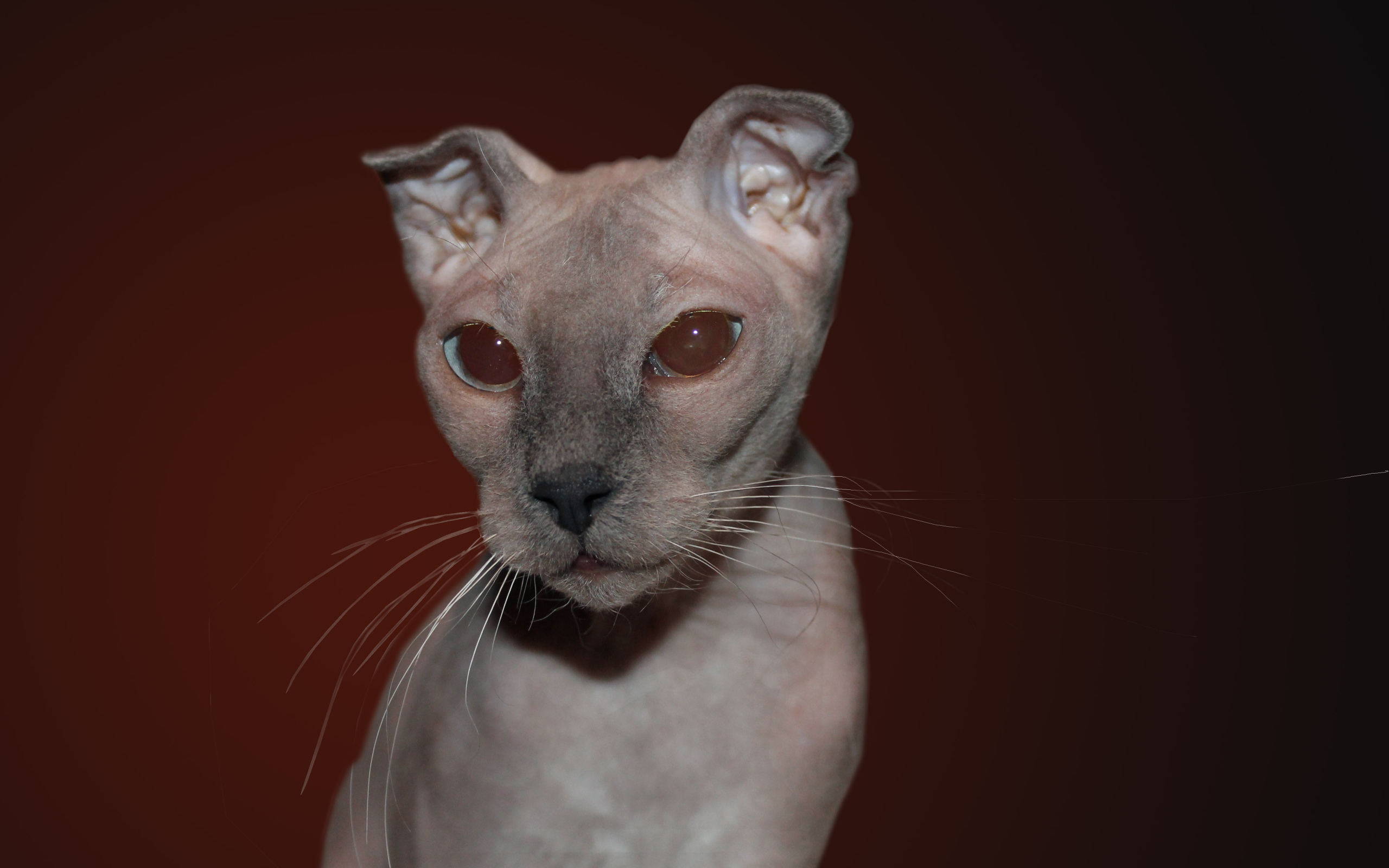 Кот украинский левкой