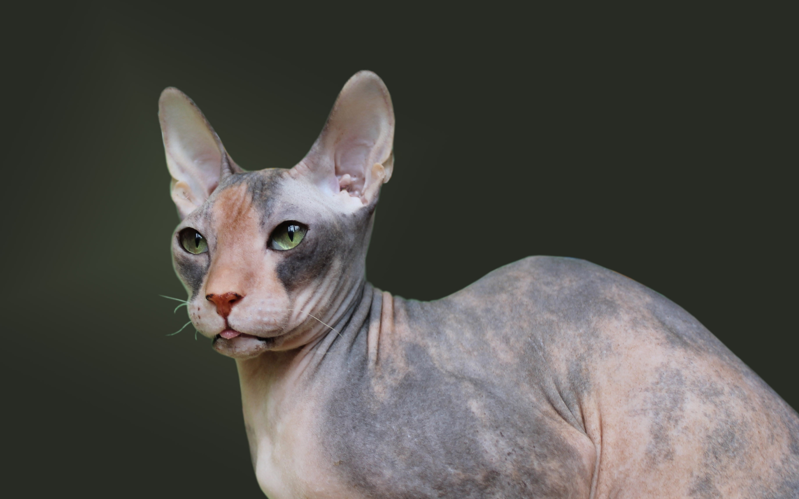 Порода кошек украинский левкой