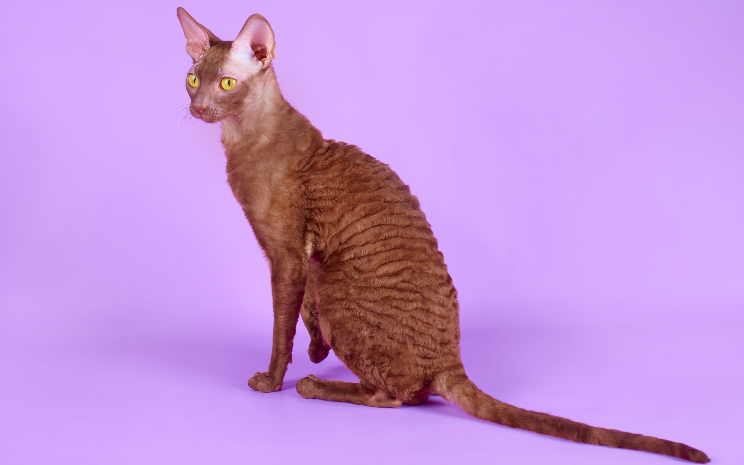 Коричневый корниш рекс