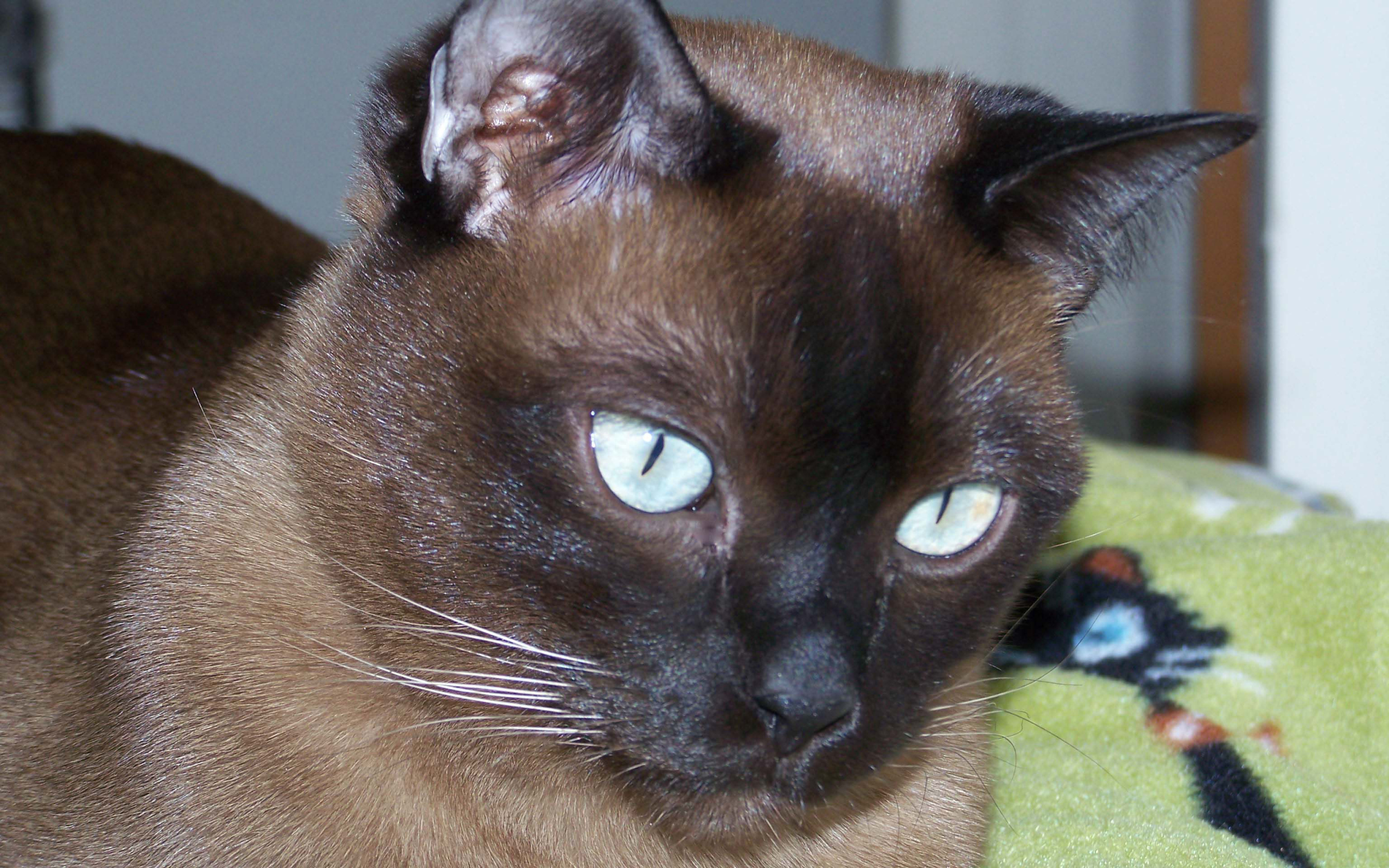 Темный окрас тонкинской кошки