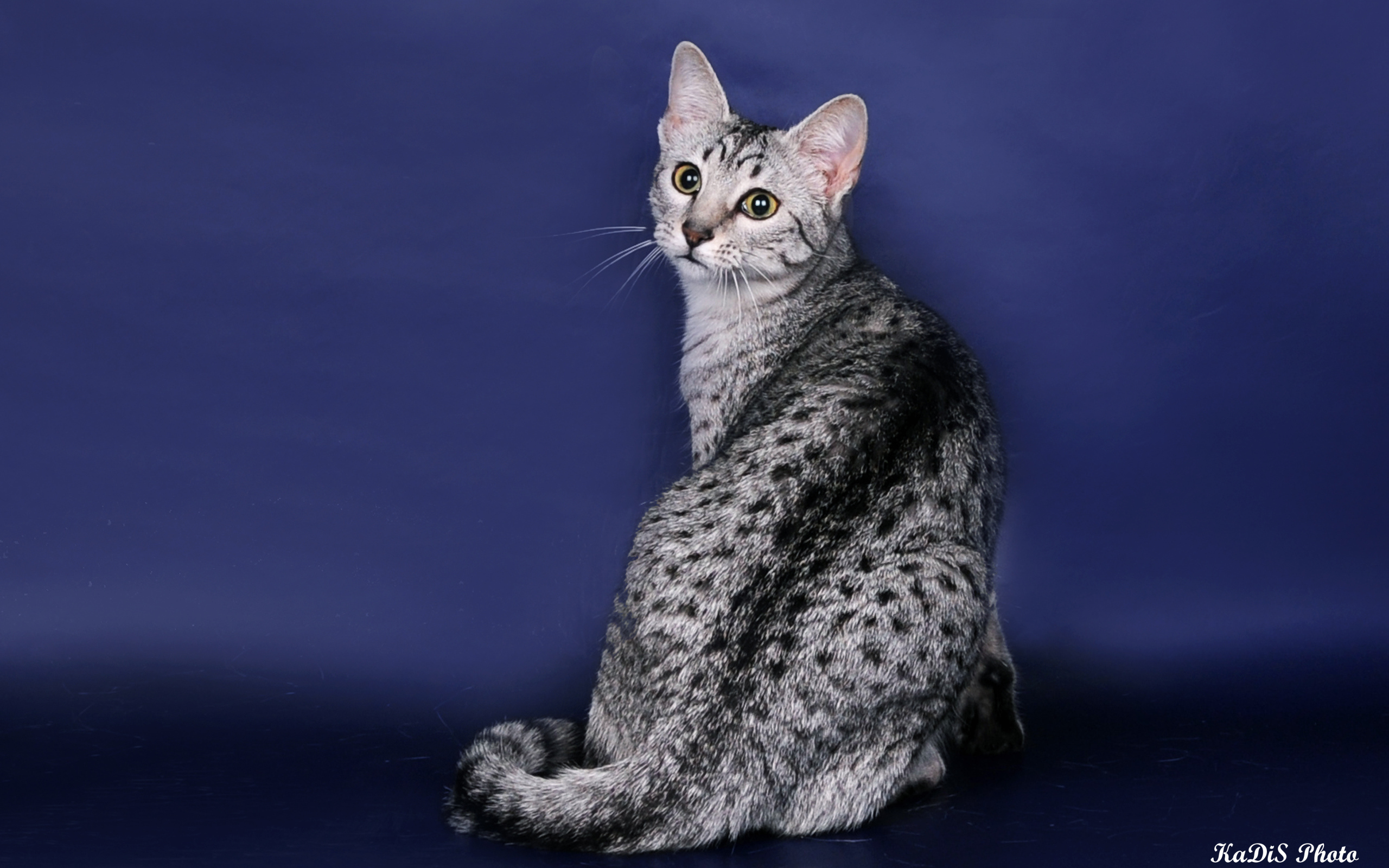 Египетская мау на синем фоне