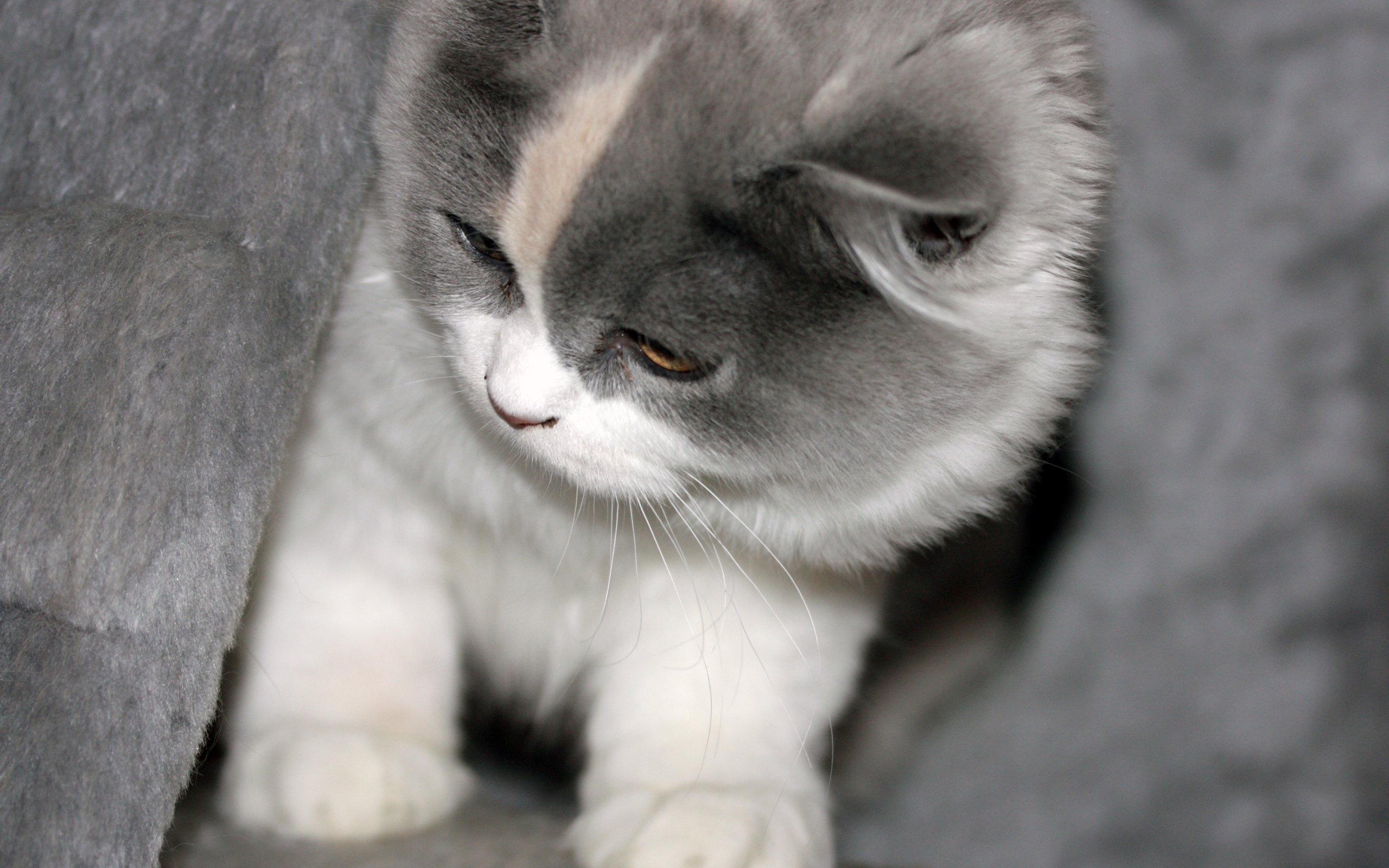 Забавный котенок британской длинношерстной кошки