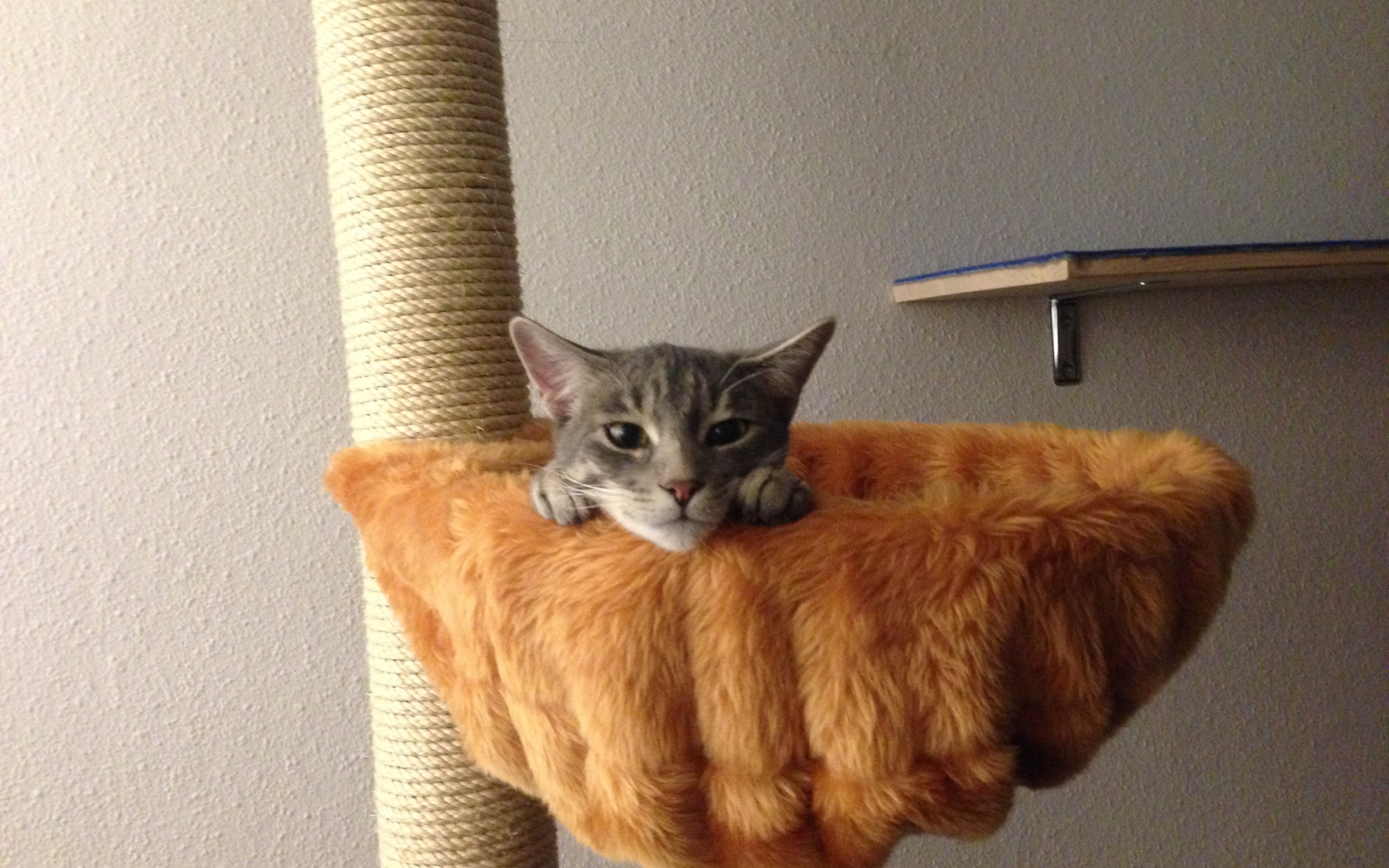 Немецкий рекс в корзине