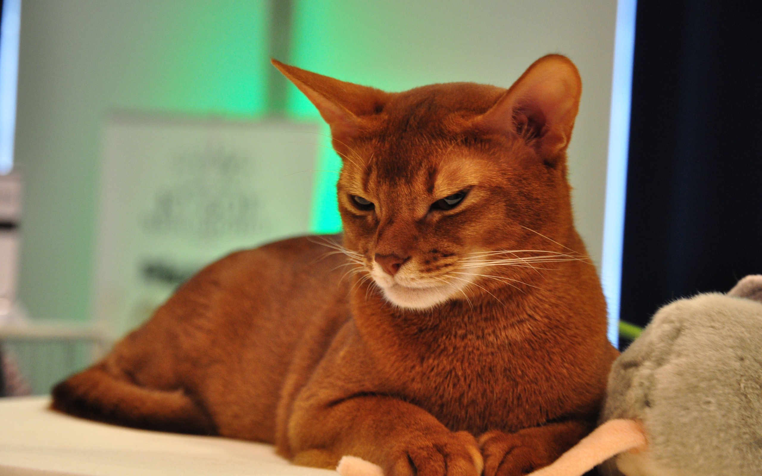 Хмурая абиссинская кошка