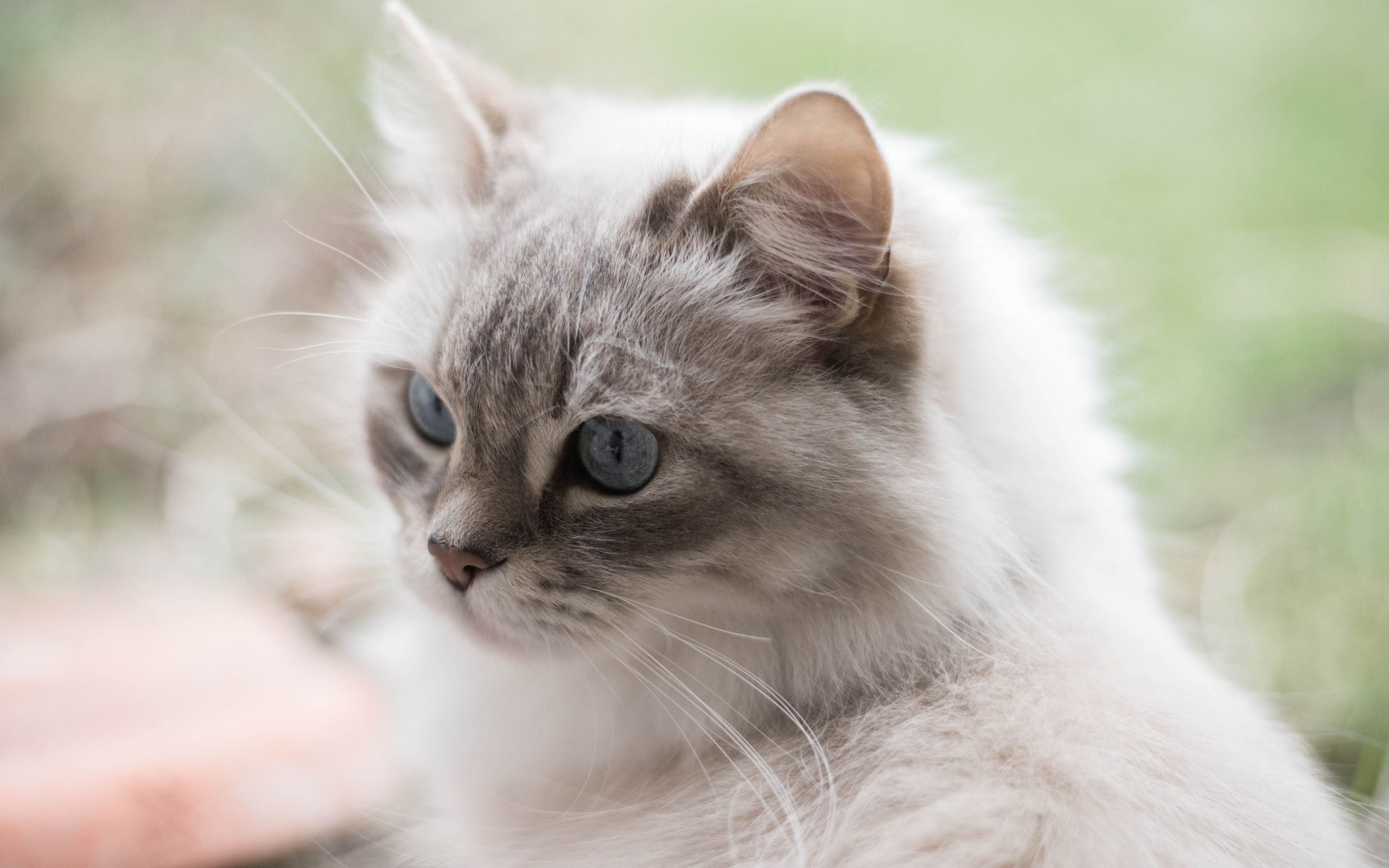 Серый кот рэгдолл