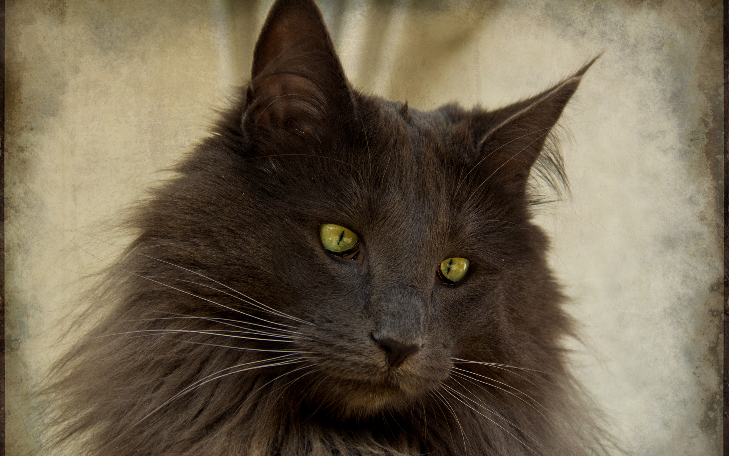 Зеленоглазая норвежская лесная кошка