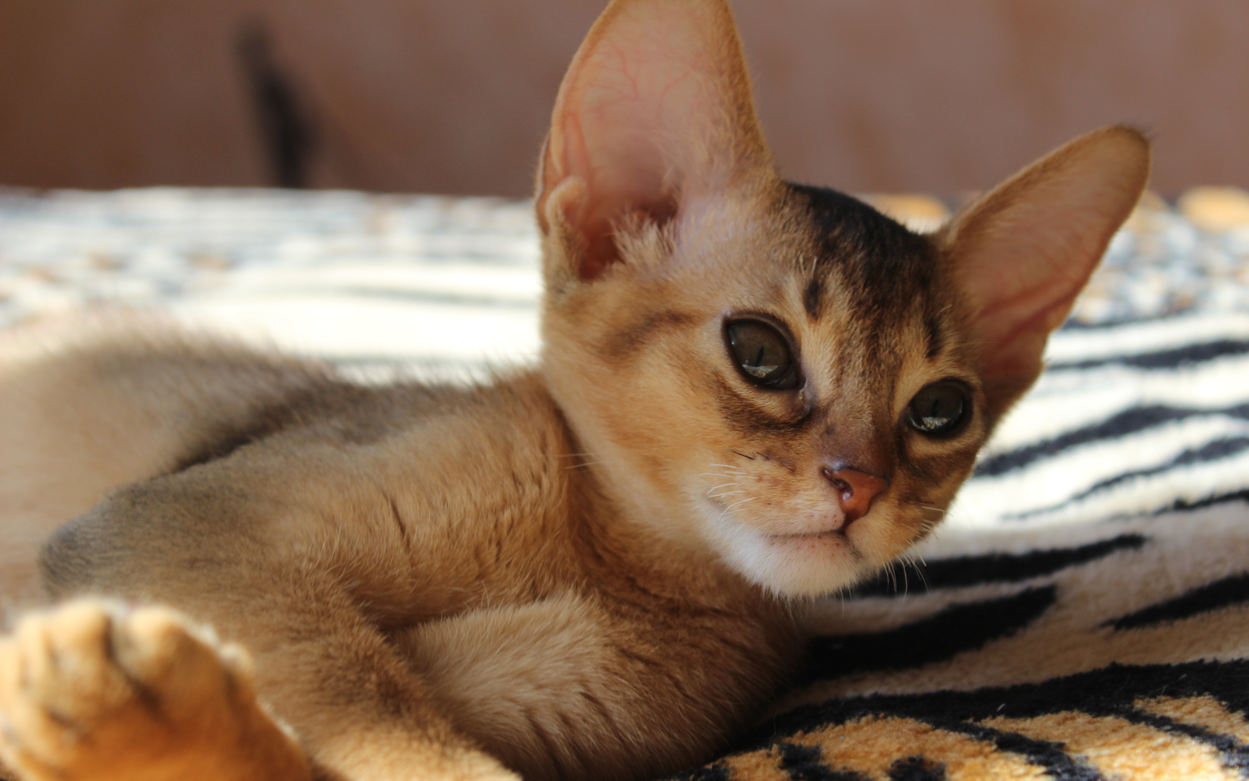 Котенок породы абиссинская кошка