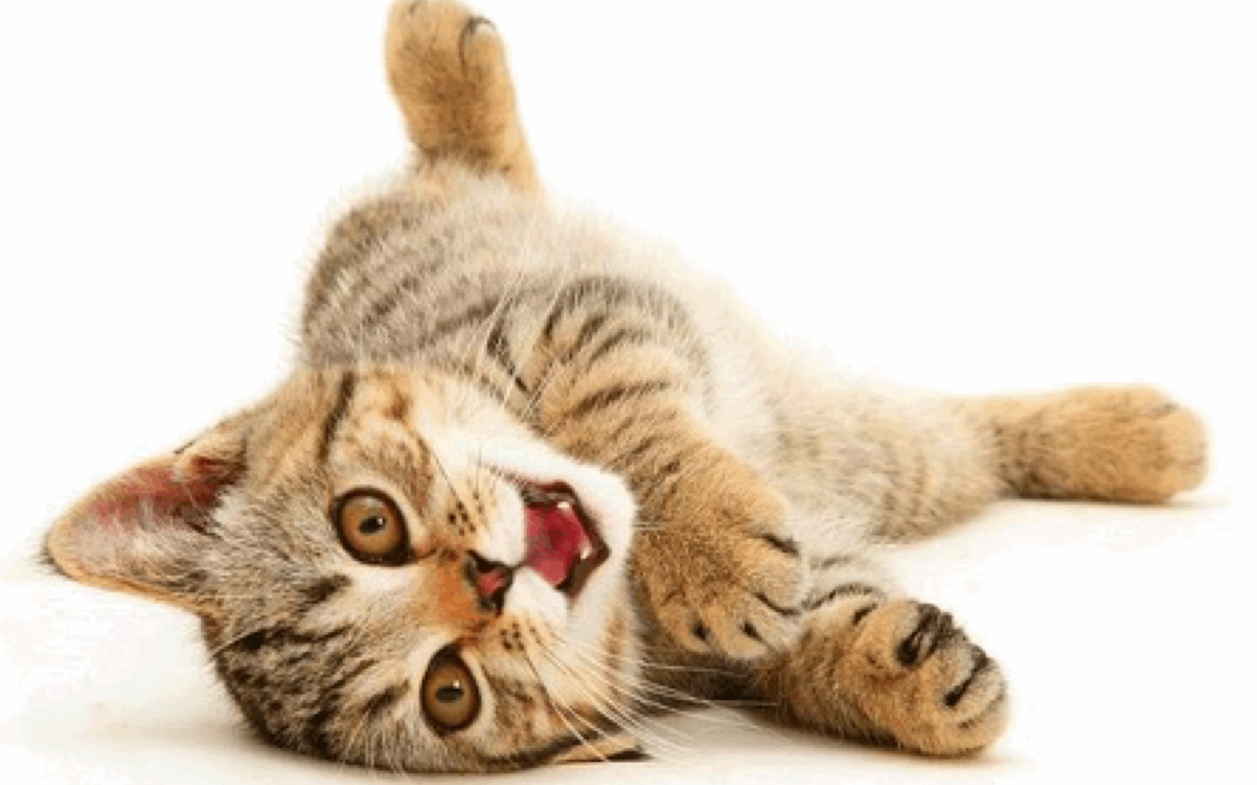 Веселая американская жесткошерстная кошка