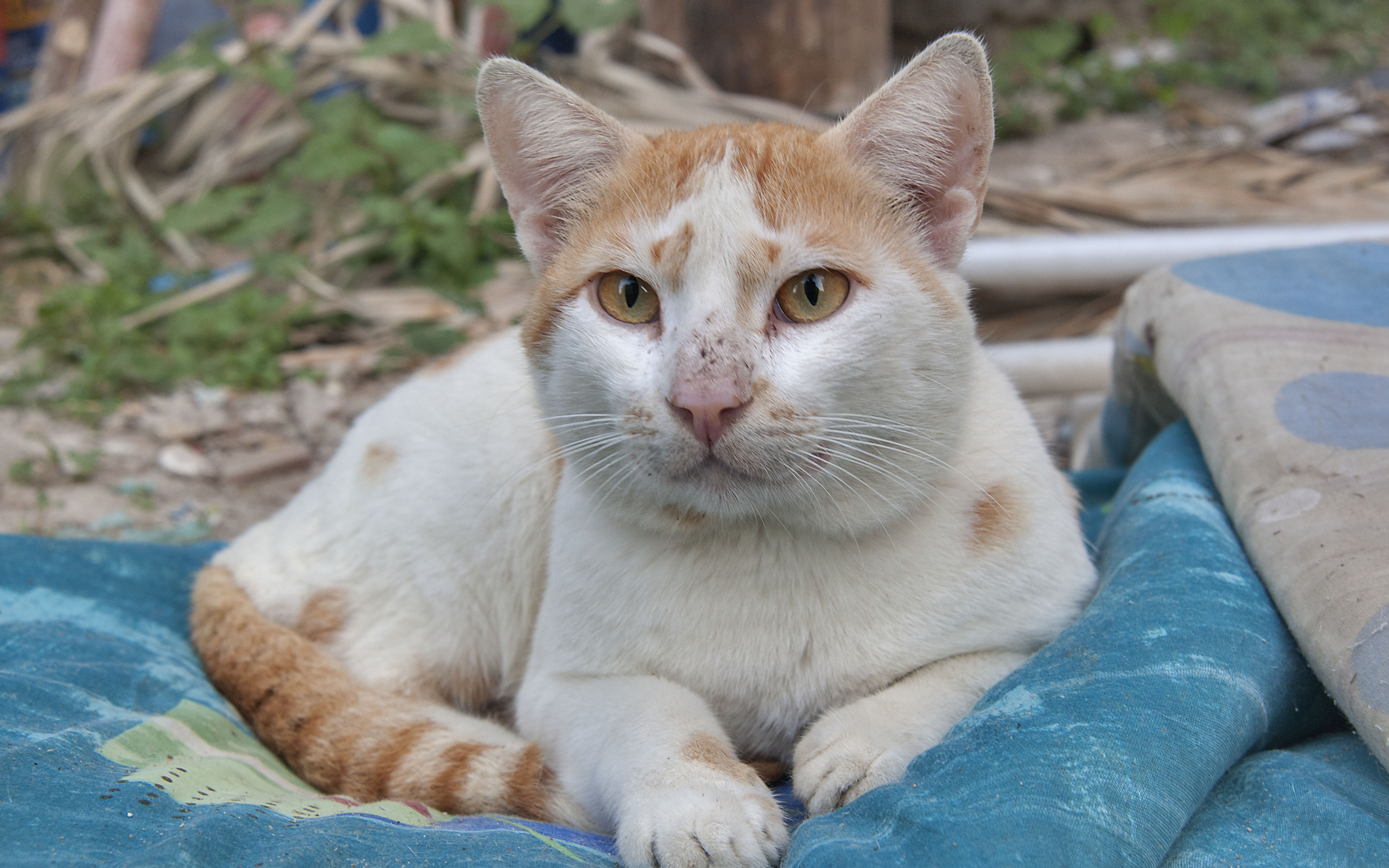 Мордочка кота аравийский мау