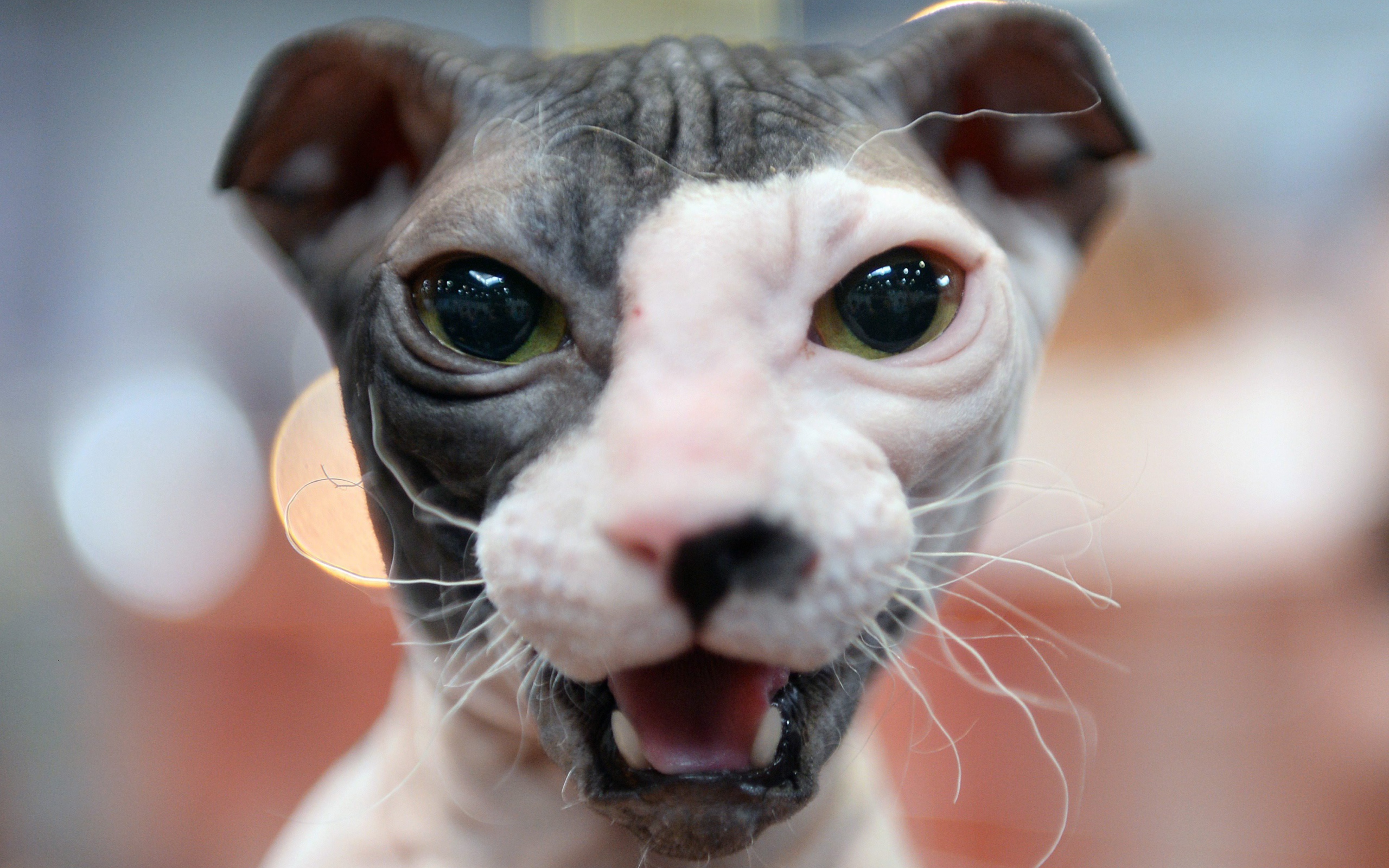 Морда кота украинский левкой