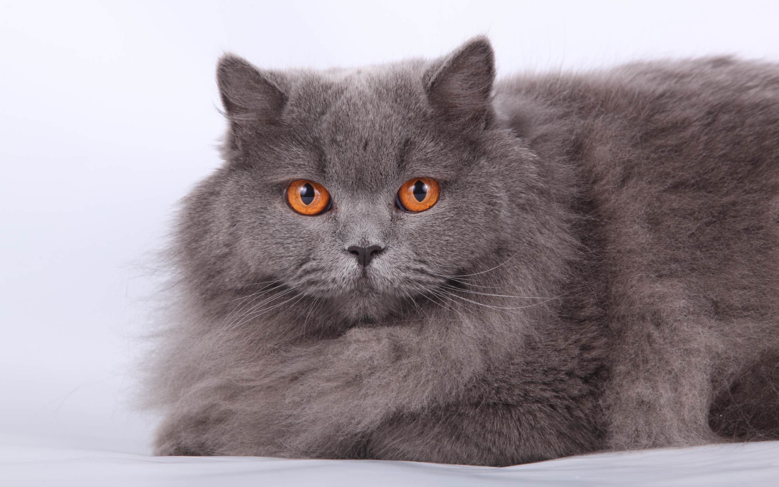 Оранжевые глаза британской длинношерстной кошки