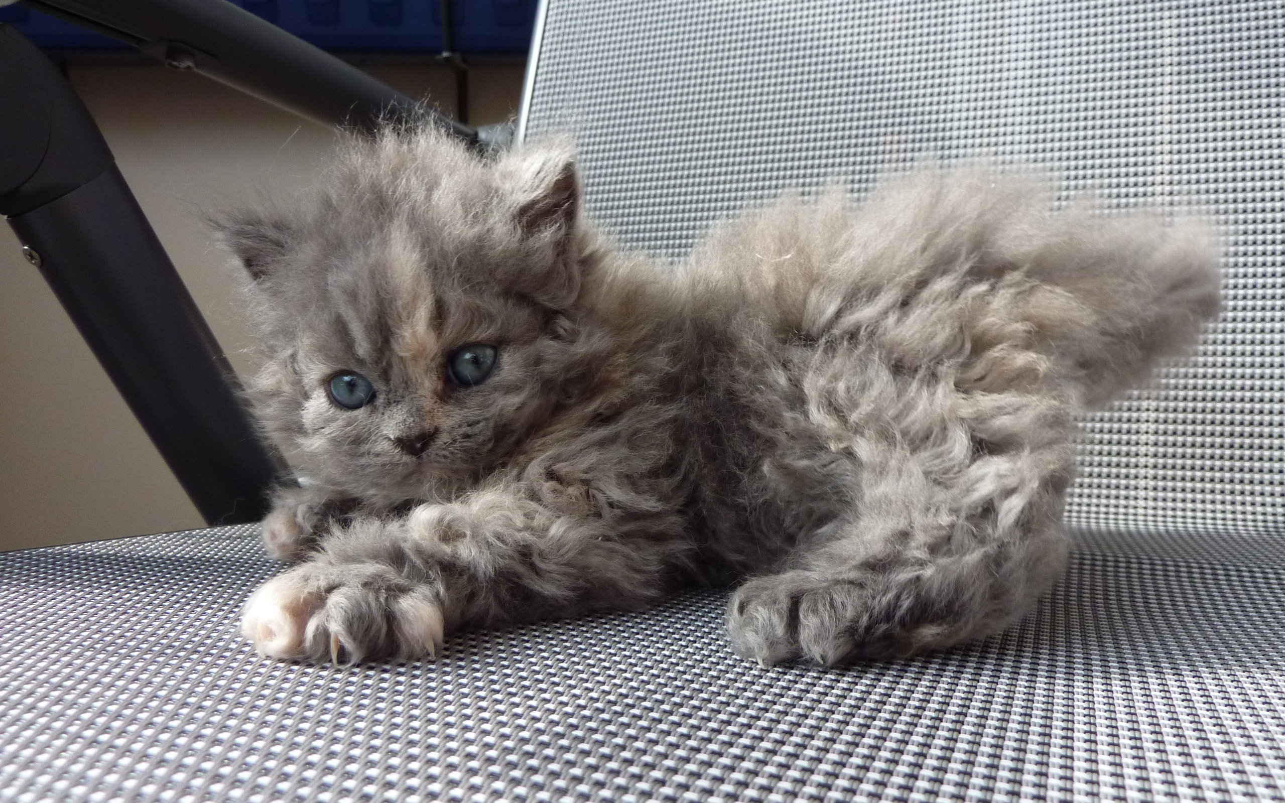 Игривый котенок селкирк рекс