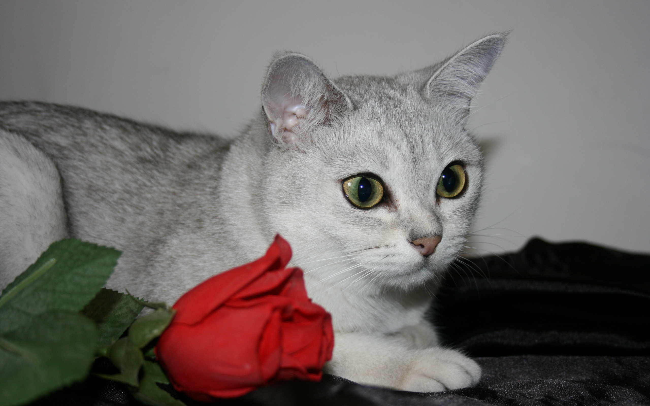 Роза и бурмилла