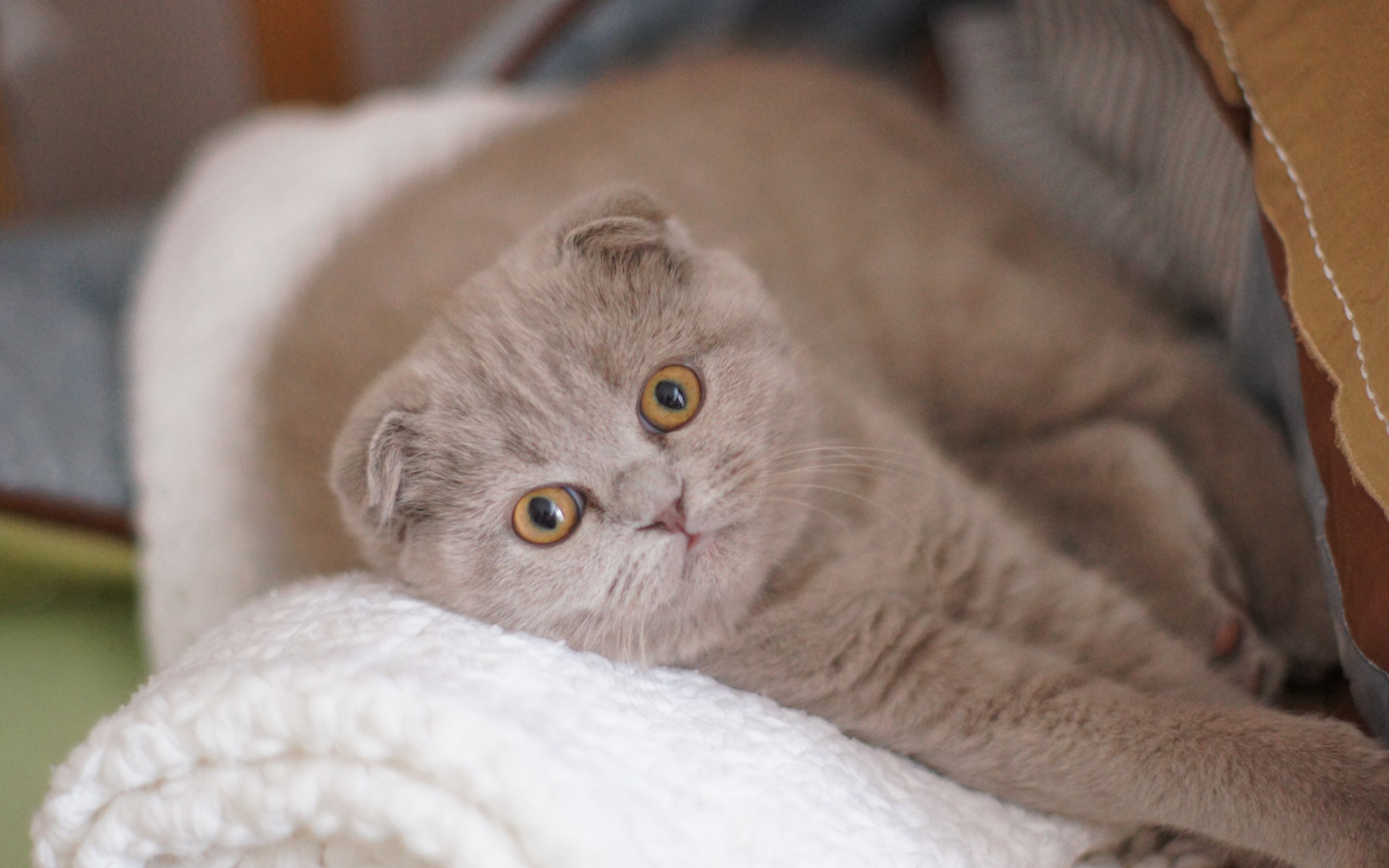 Вислоухая шотландская кошка