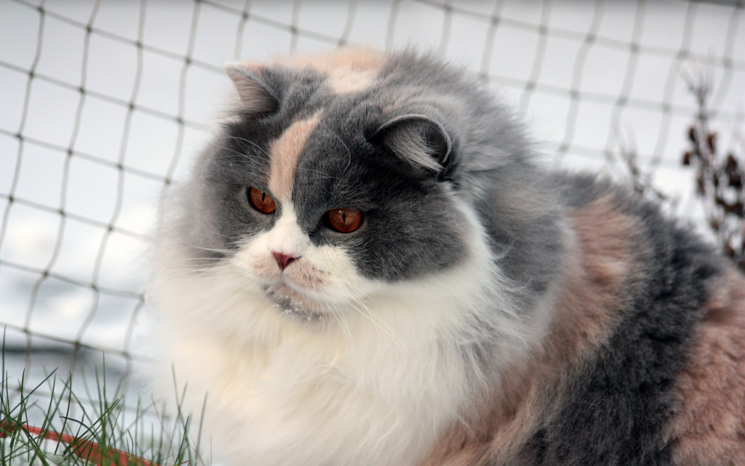 Лохматая британская длинношерстная кошка