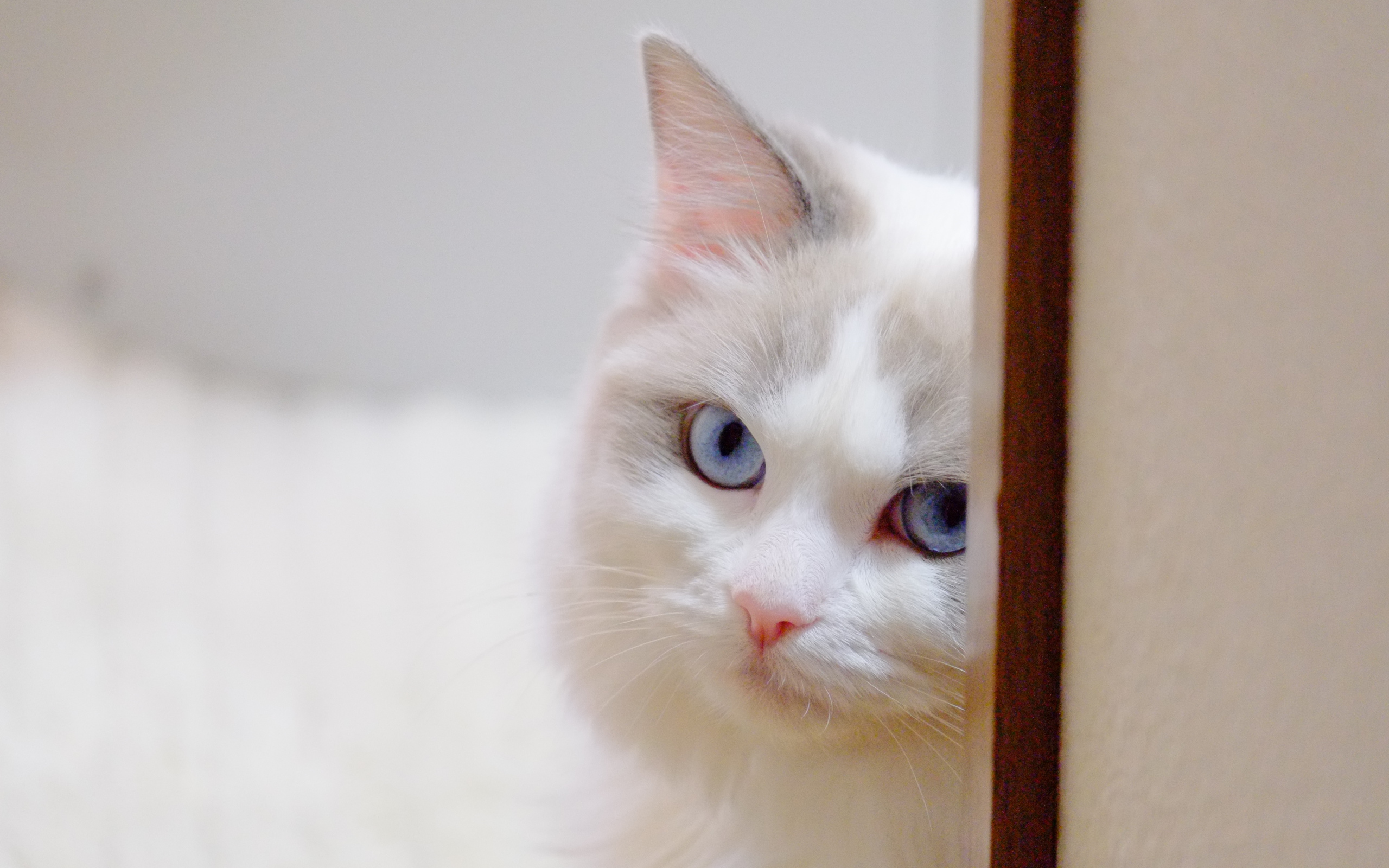 Стеснительная кошка рэгдолл